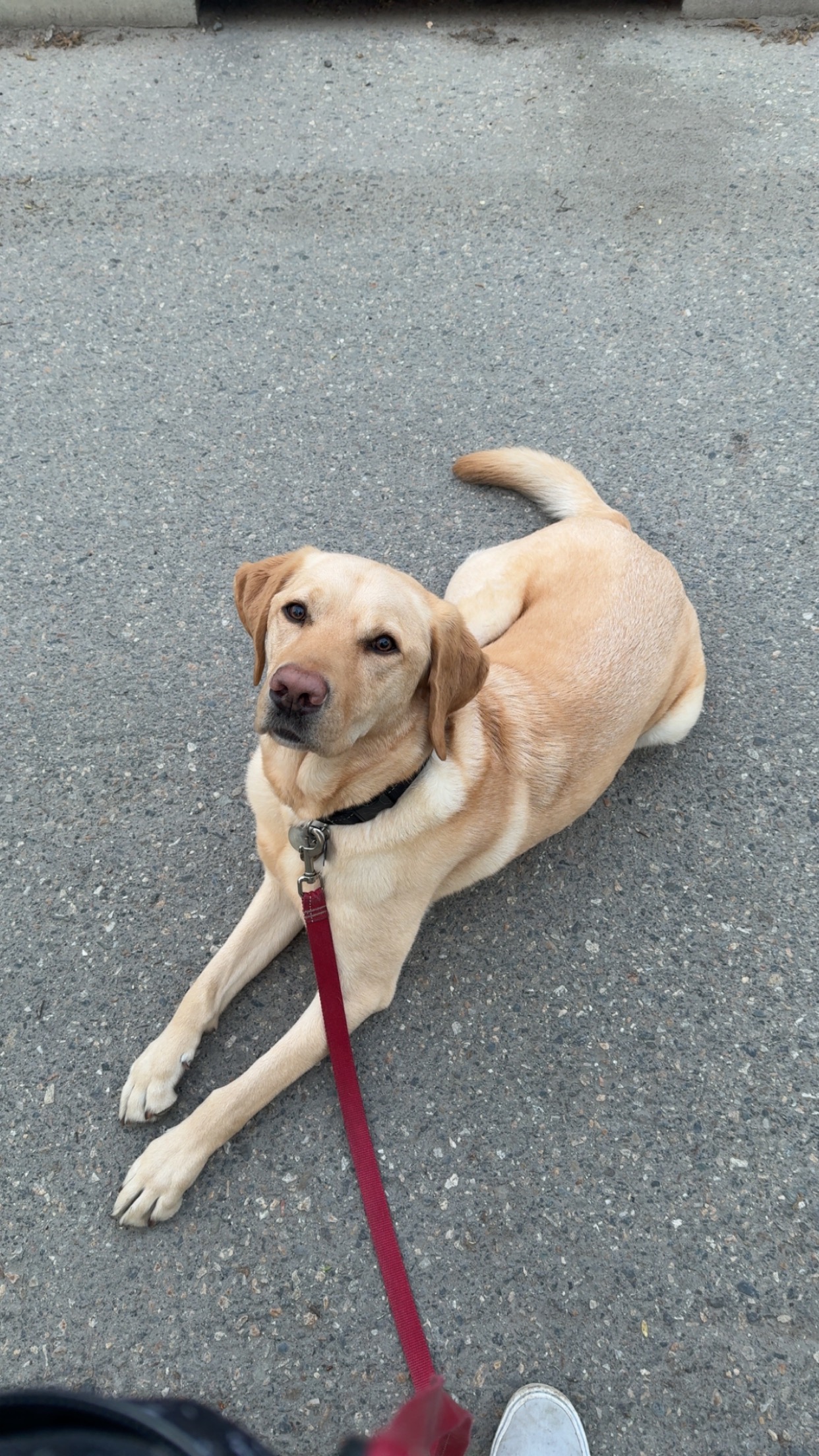 Help Save Caddy: Seizure & Near-Drowning Emergency campaign photo, 6 of 6