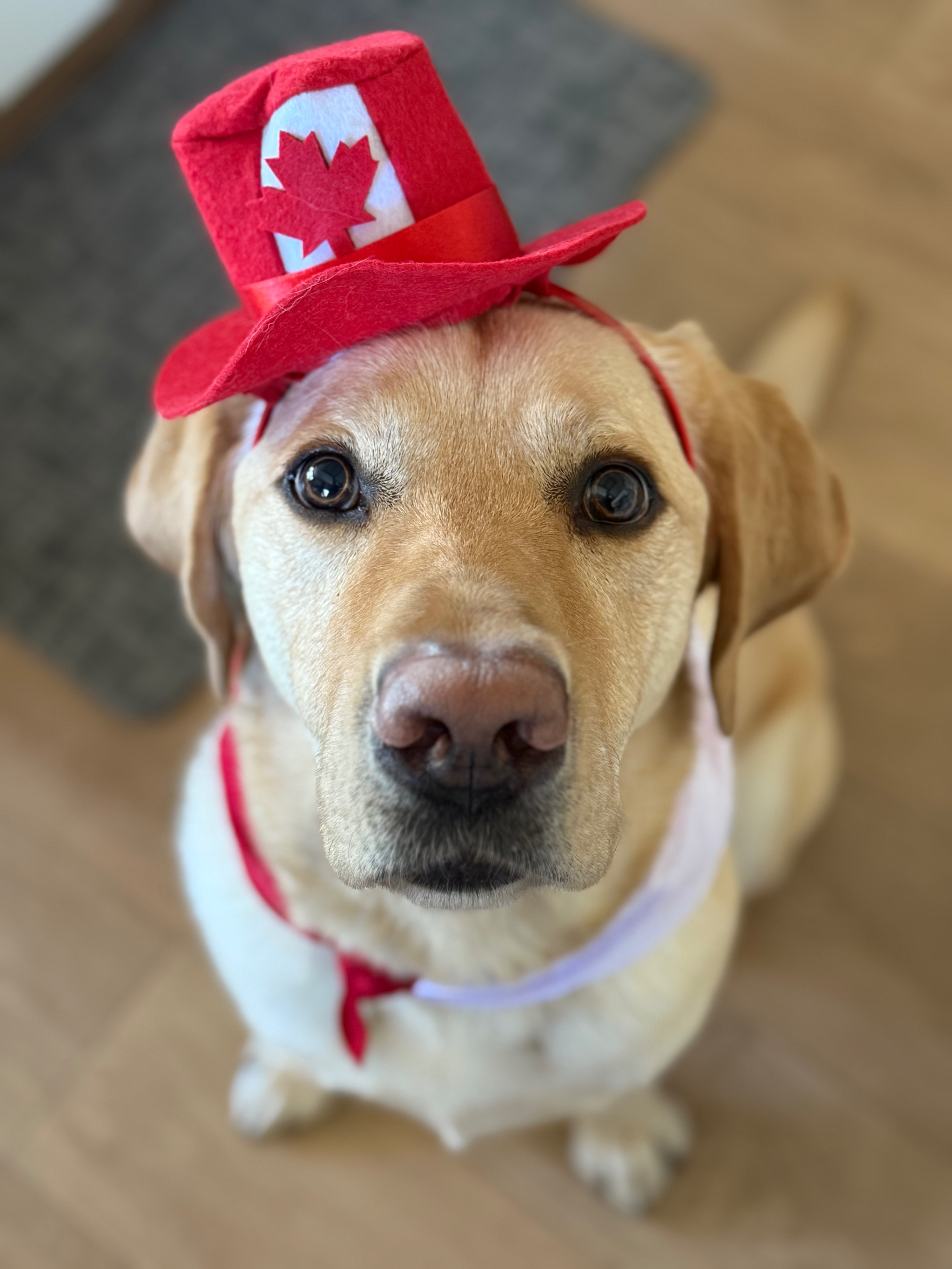 Help Save Caddy: Seizure & Near-Drowning Emergency campaign photo, 2 of 6