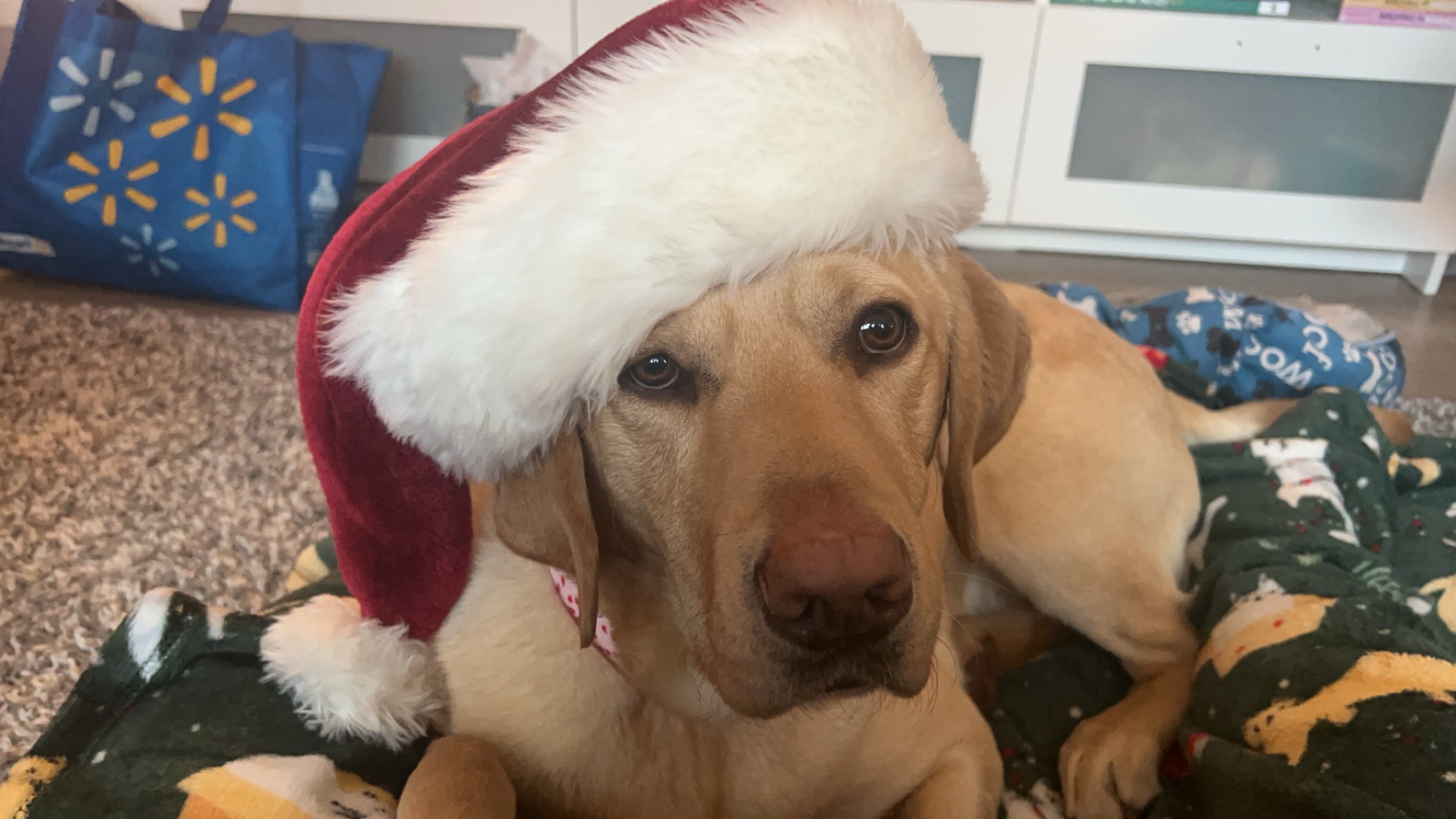 Help Save Caddy: Seizure & Near-Drowning Emergency campaign photo, 4 of 6