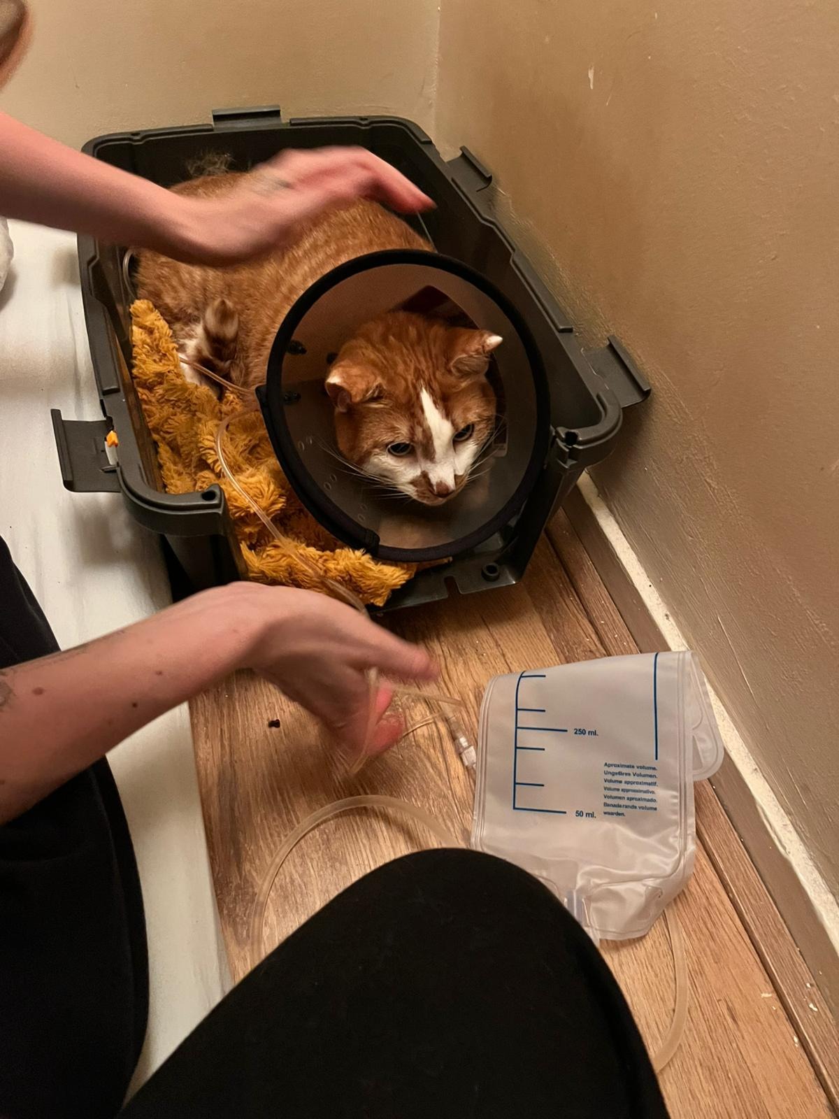 Please help us pay cat Jake's life saving veterinary bill! campaign photo, 7 of 8