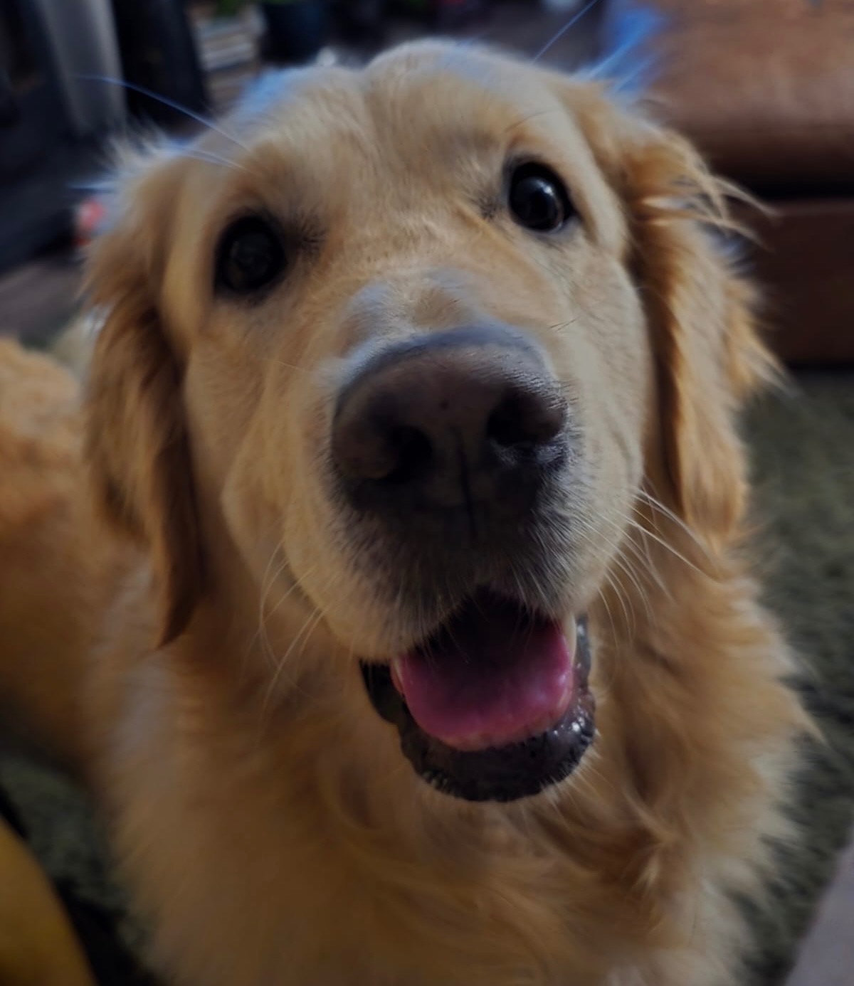 Help For Bailey campaign photo, 6 of 7