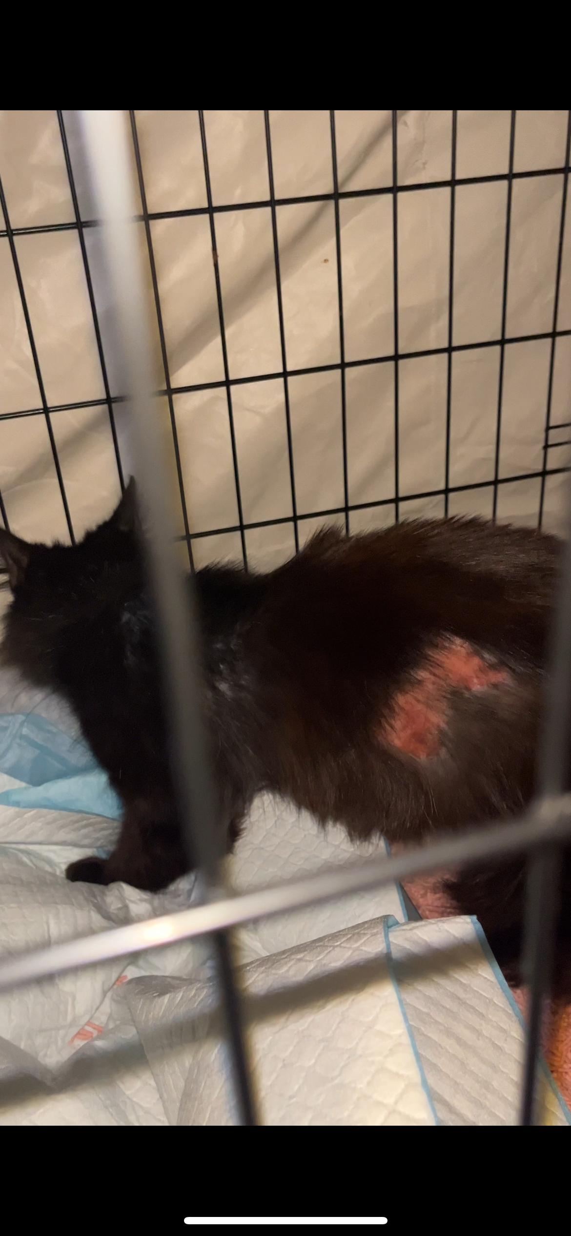 Case 6: Kalici (Stripped & Bleeding Coat) campaign photo, 4 of 6