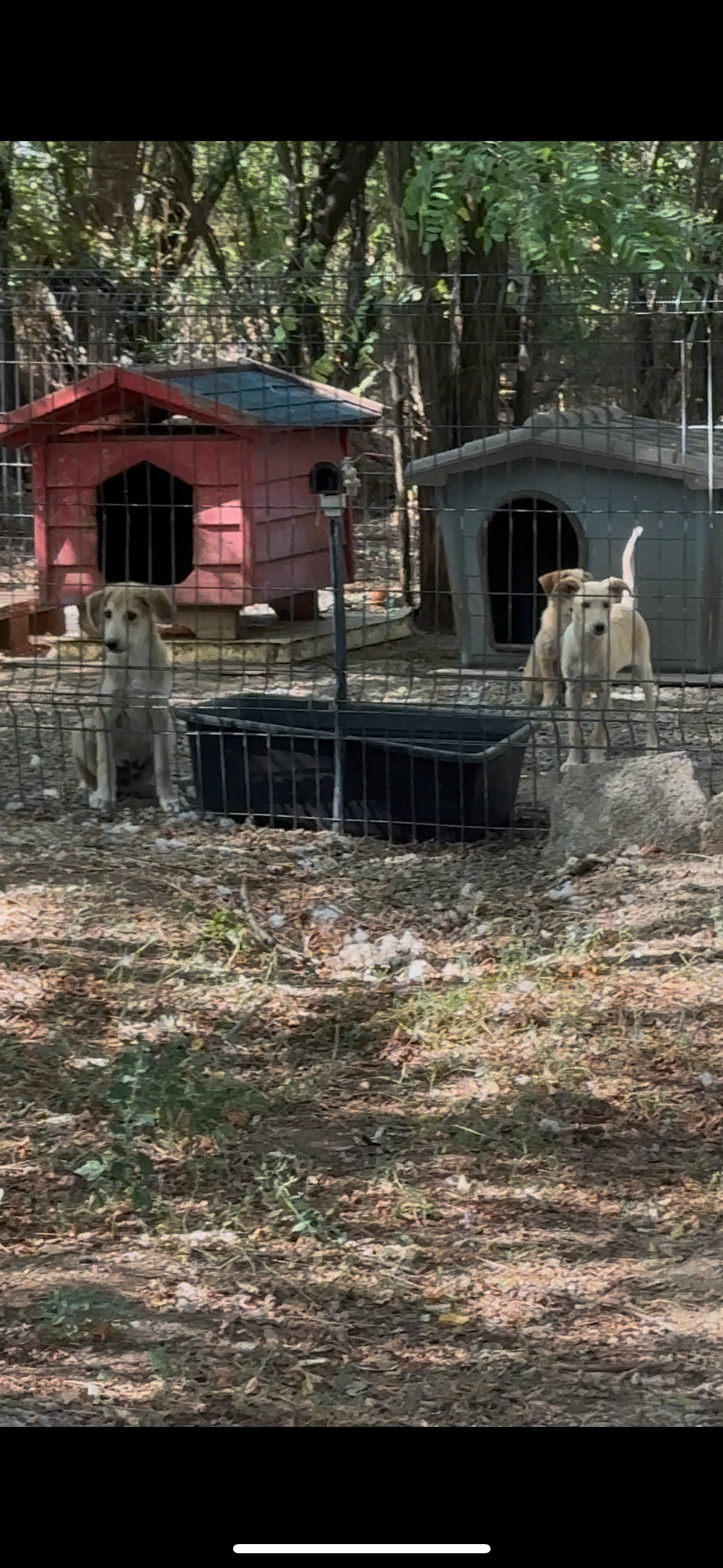 Tierheim Prishtina Dog Shelter für Straßenhunde campaign photo, 2 of 7