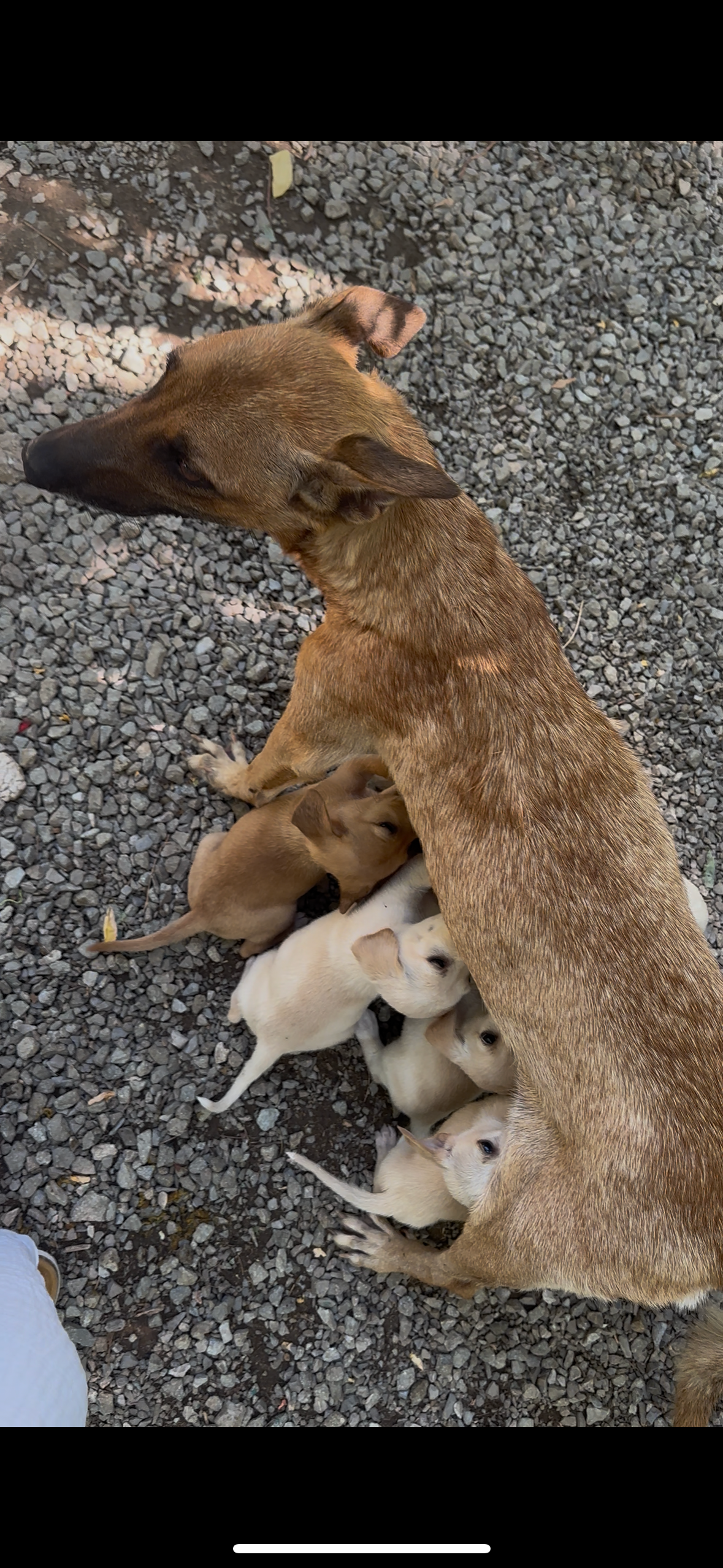 Tierheim Prishtina Dog Shelter für Straßenhunde campaign photo, 4 of 7
