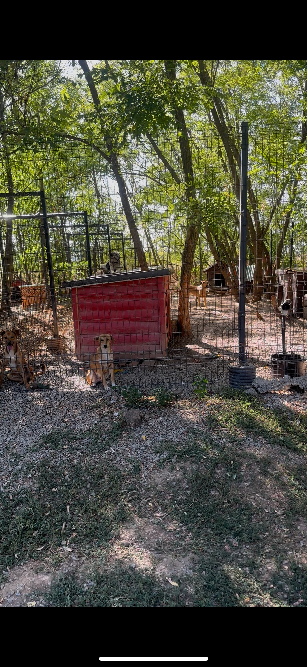Tierheim Prishtina Dog Shelter für Straßenhunde campaign photo, 5 of 7