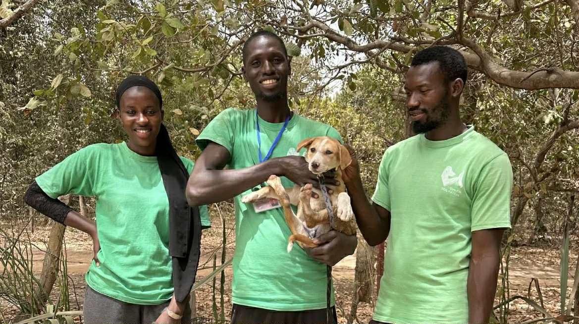 Gambia Trap Neuter Release campaign photo, 2 of 7