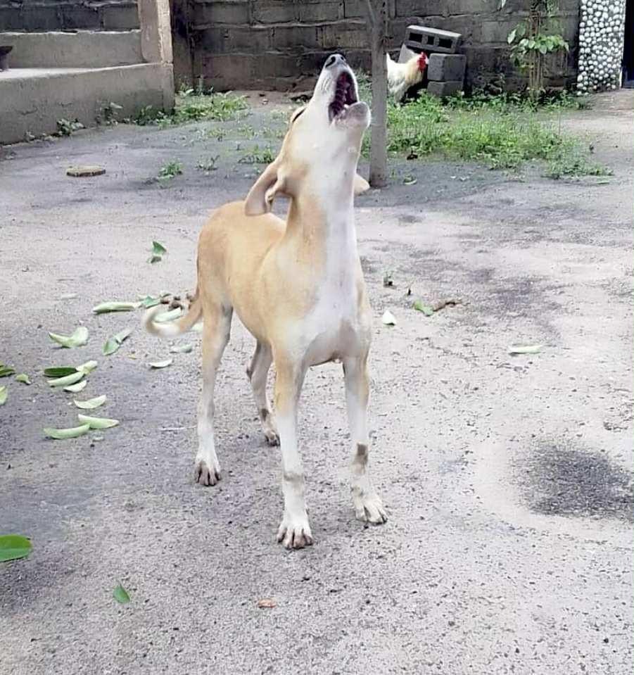 Gambia Trap Neuter Release campaign photo, 4 of 7