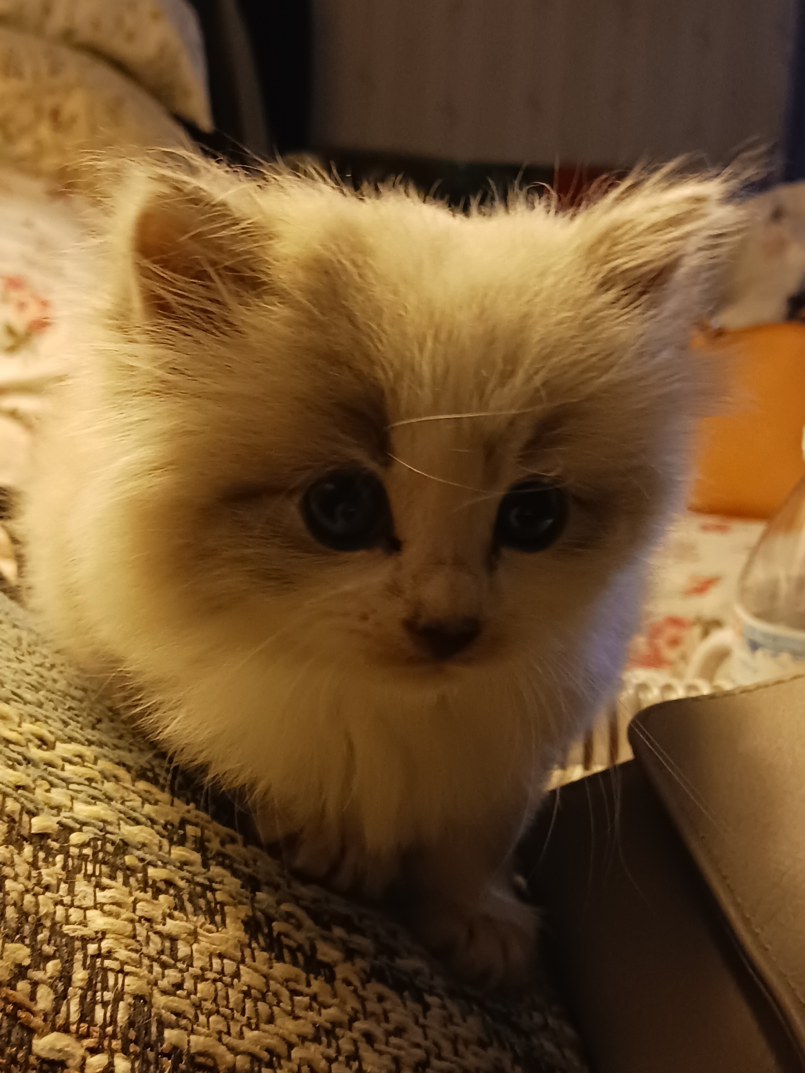 Help Zoe Get Her Spay Surgery campaign photo, 4 of 5