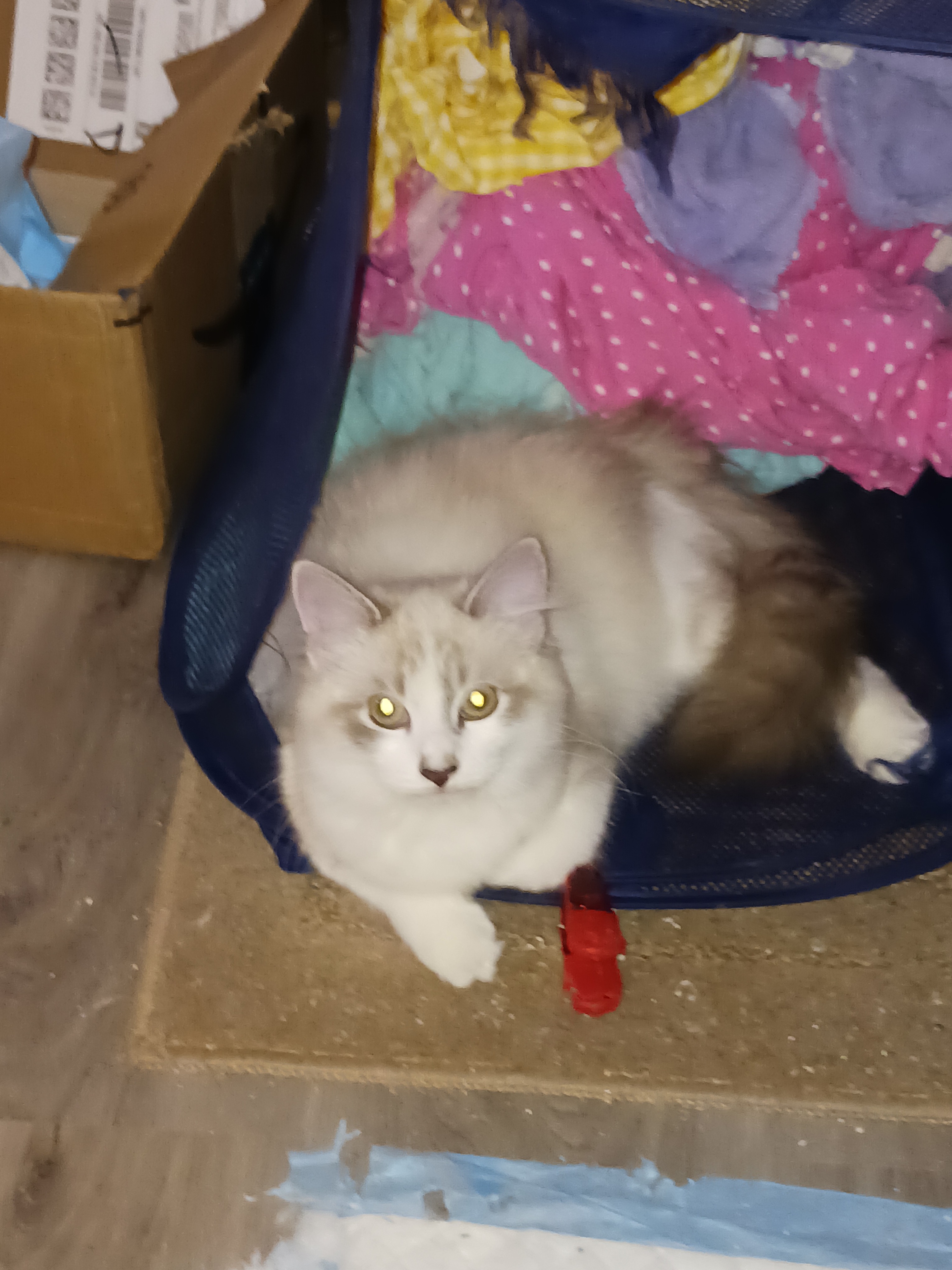 Help Zoe Get Her Spay Surgery campaign photo, 2 of 5