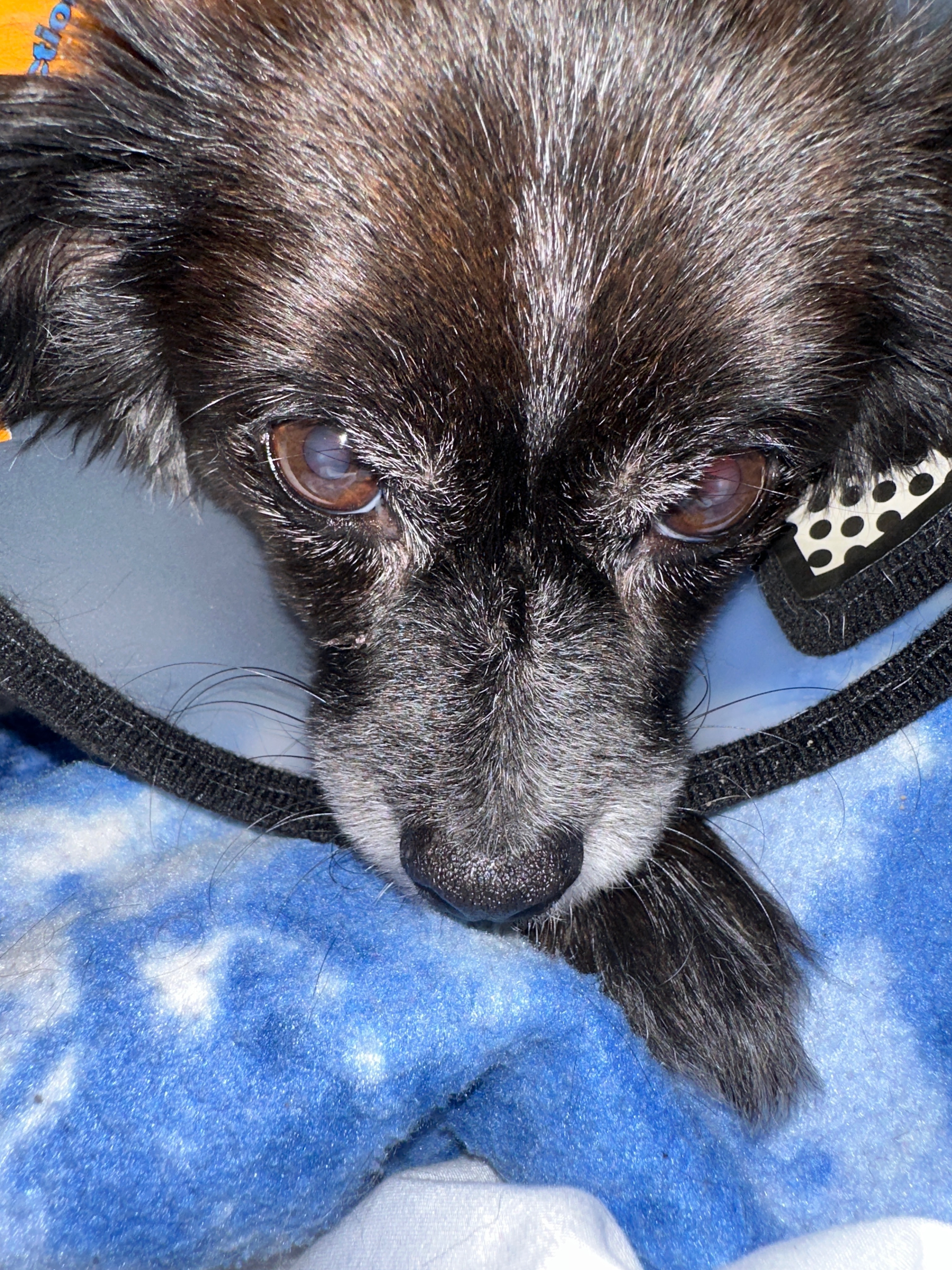 Help save Misty’s life campaign photo, 2 of 4