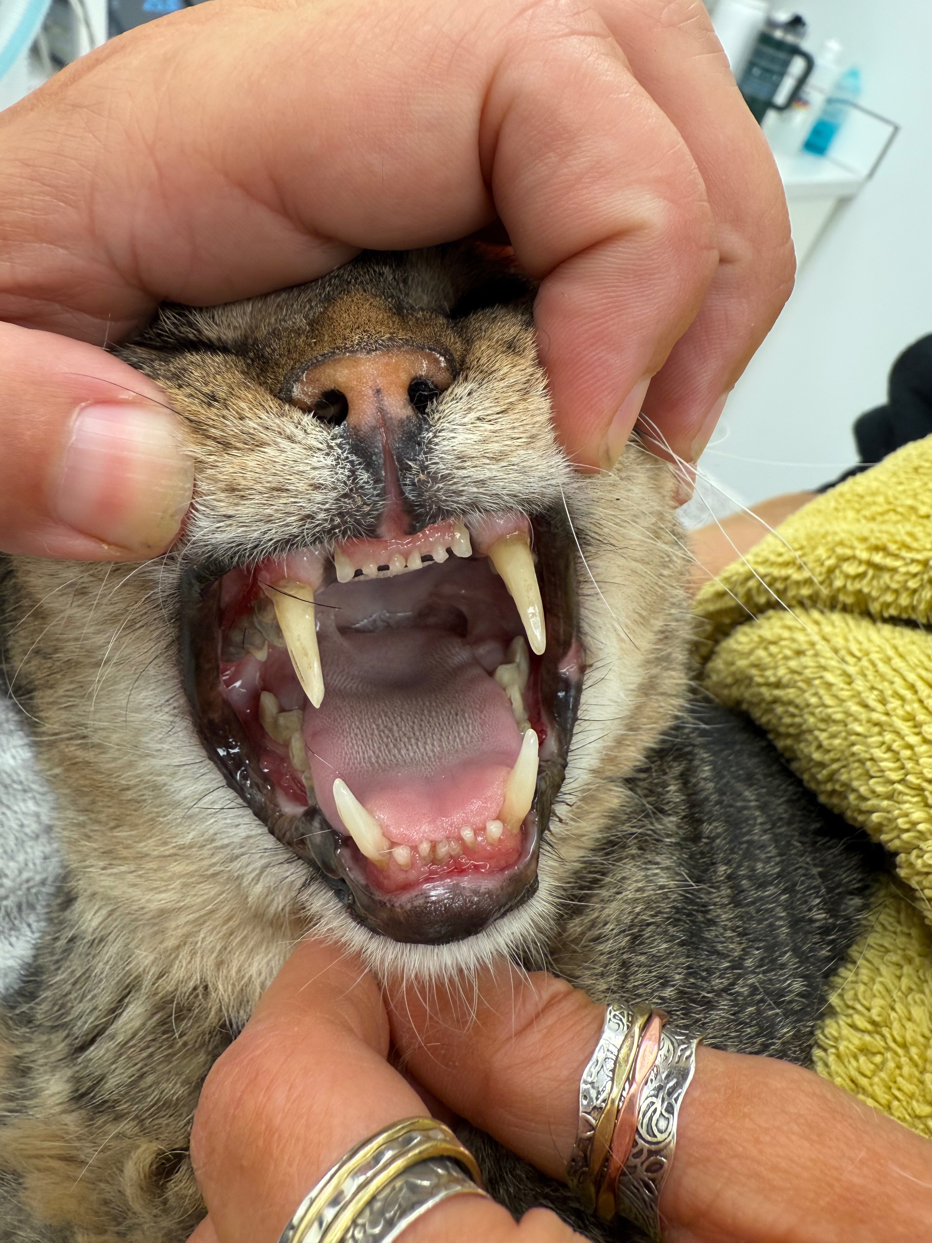 Help Dad Retire in Comfort – Urgent Dental Surgery campaign photo, 6 of 7
