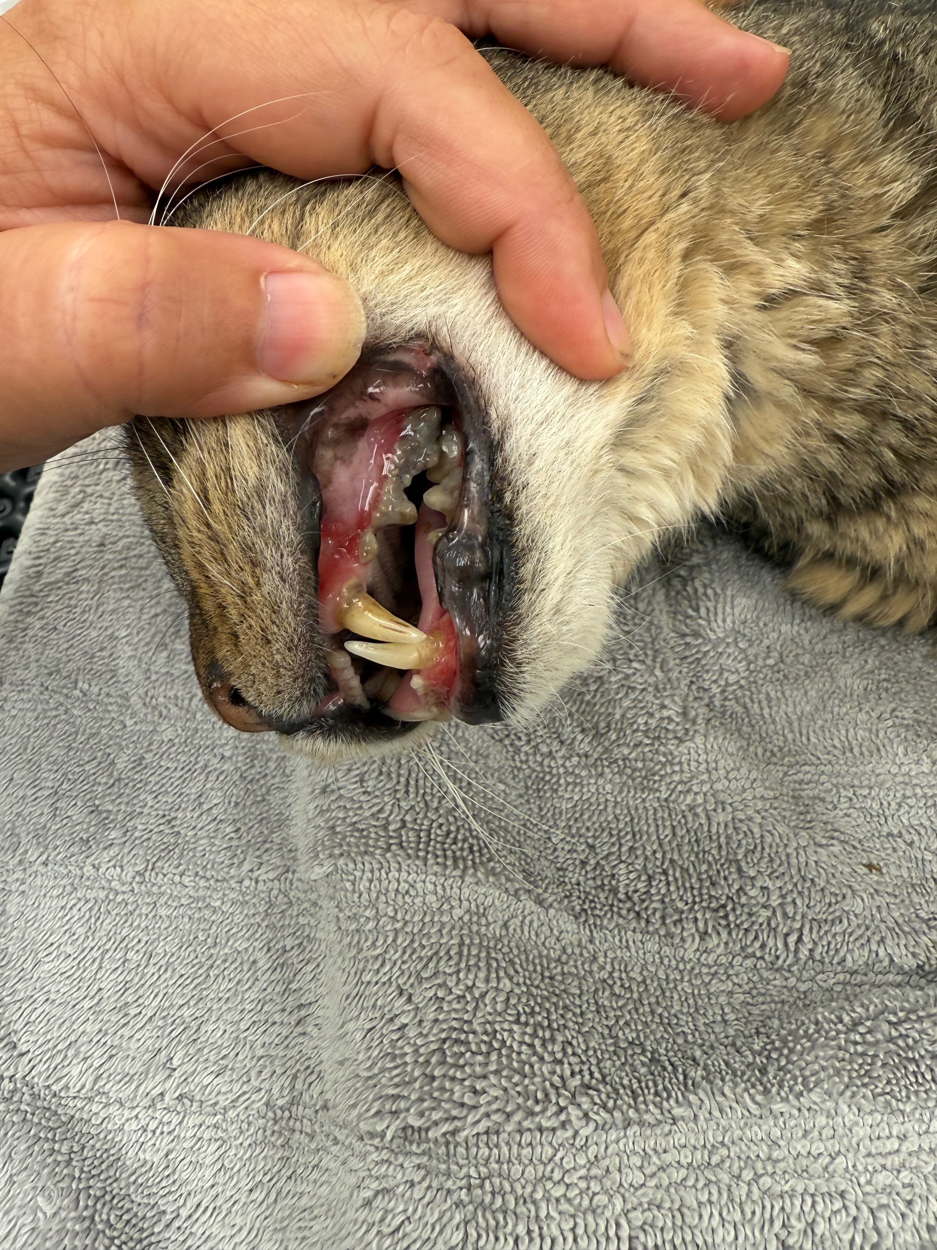 Help Dad Retire in Comfort – Urgent Dental Surgery campaign photo, 4 of 7
