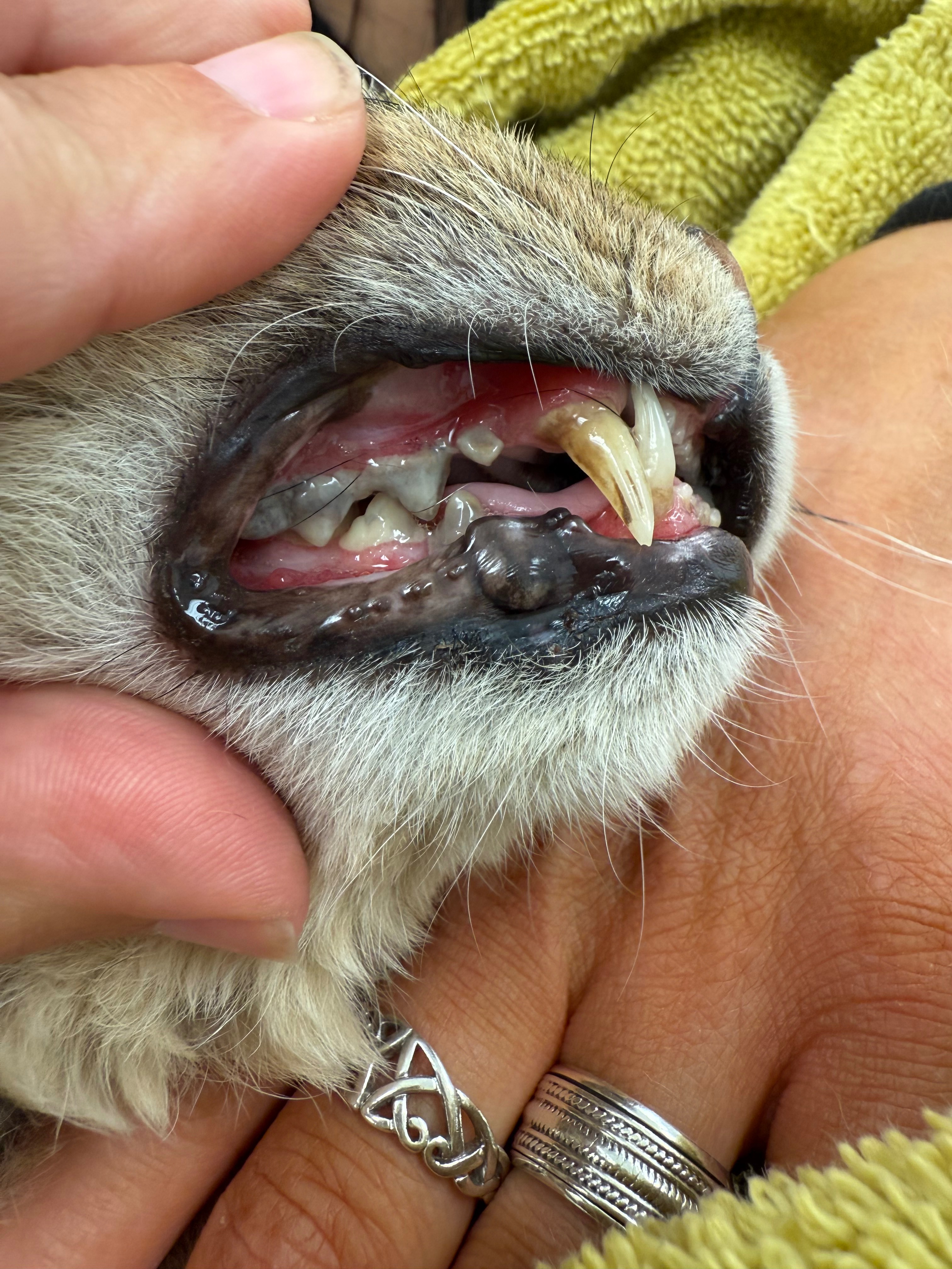 Help Dad Retire in Comfort – Urgent Dental Surgery campaign photo, 2 of 7