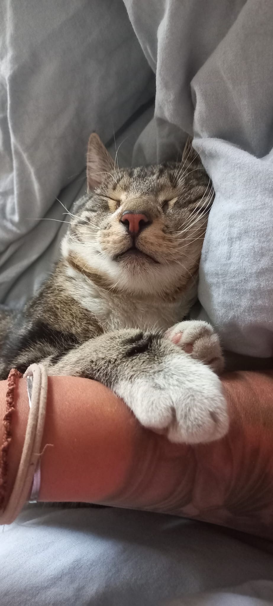 Unser Viertel-Kater Hugo braucht Deine Hilfe! campaign photo, 4 of 5