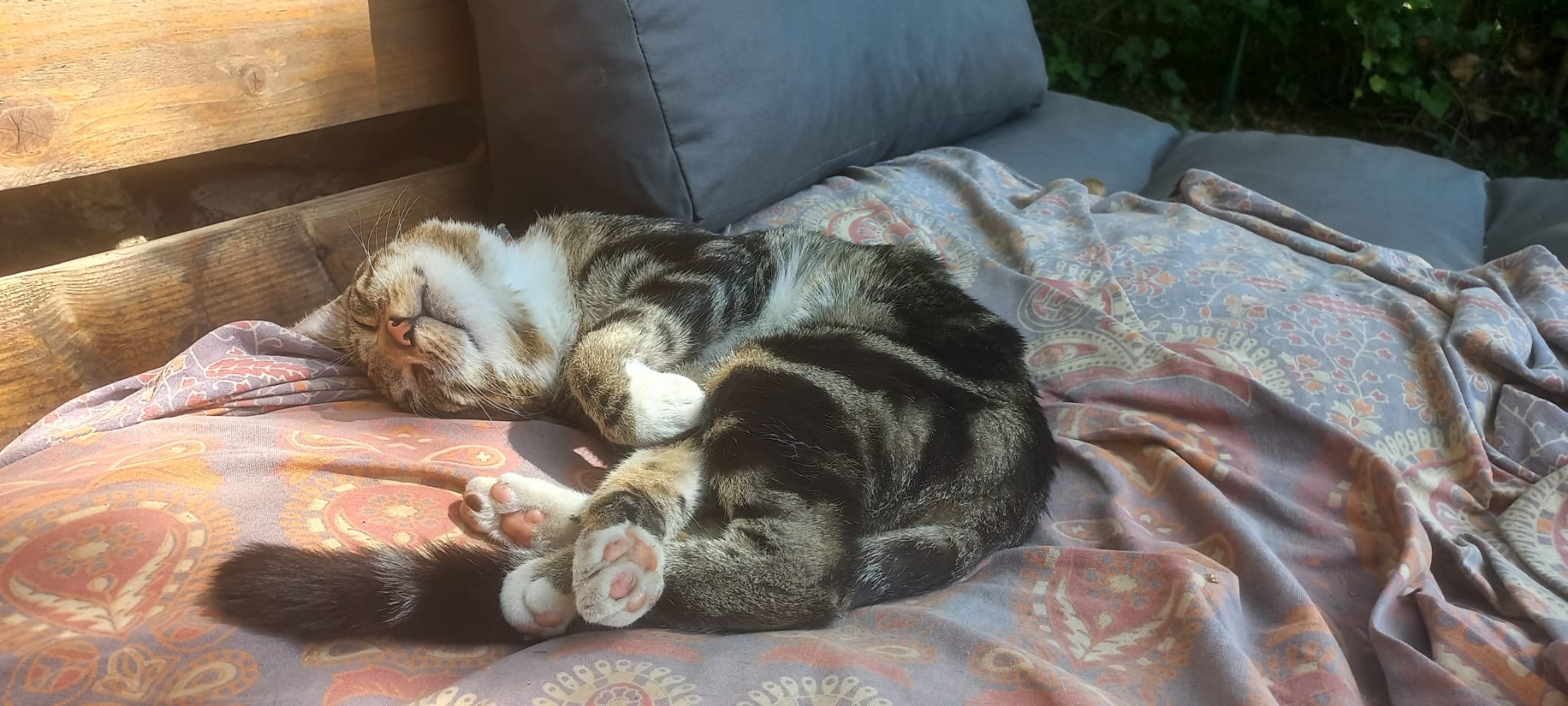 Unser Viertel-Kater Hugo braucht Deine Hilfe! campaign photo, 2 of 5