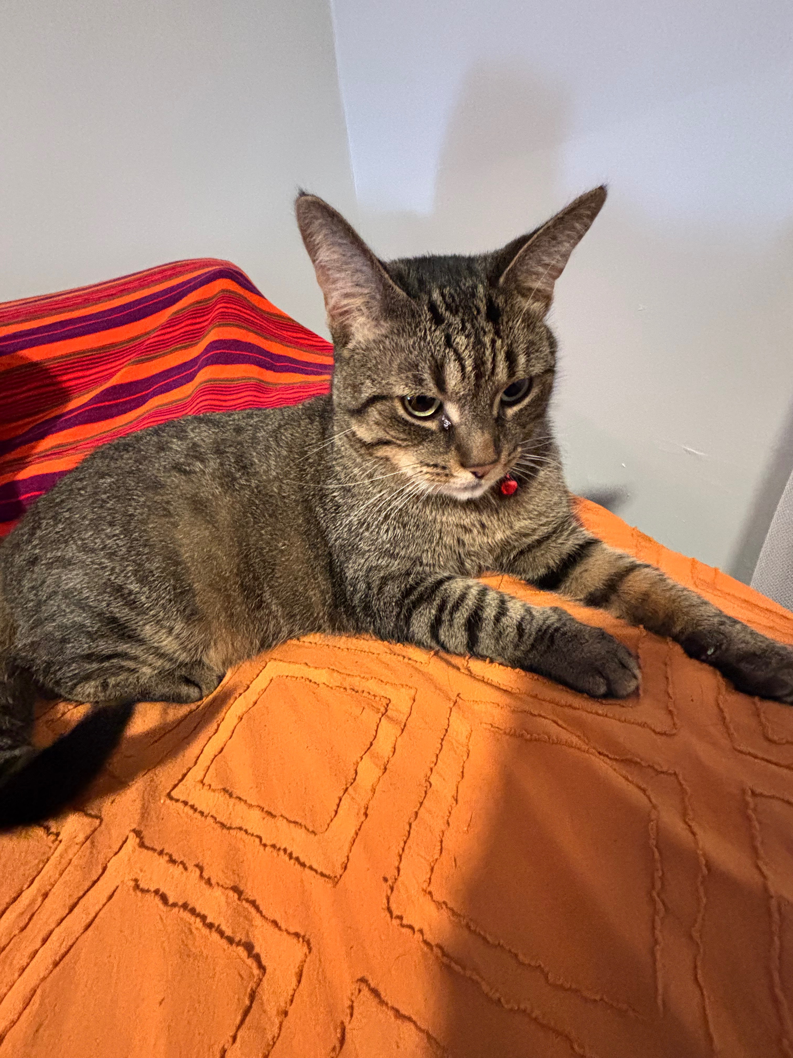 Support Chui’s recovery from FIC campaign photo, 2 of 6