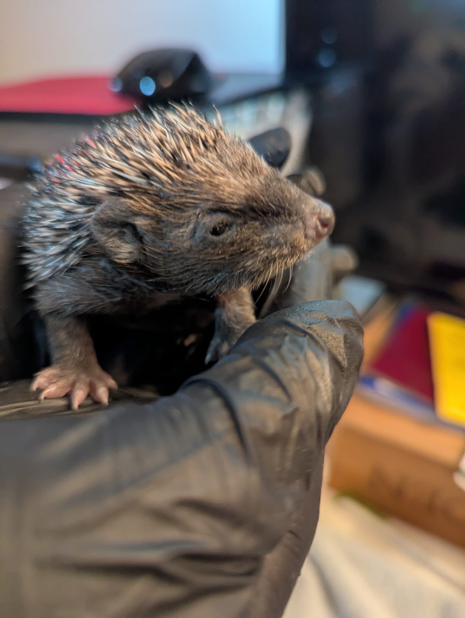 Igel-Helden für Hummel gesucht campaign photo, 2 of 6