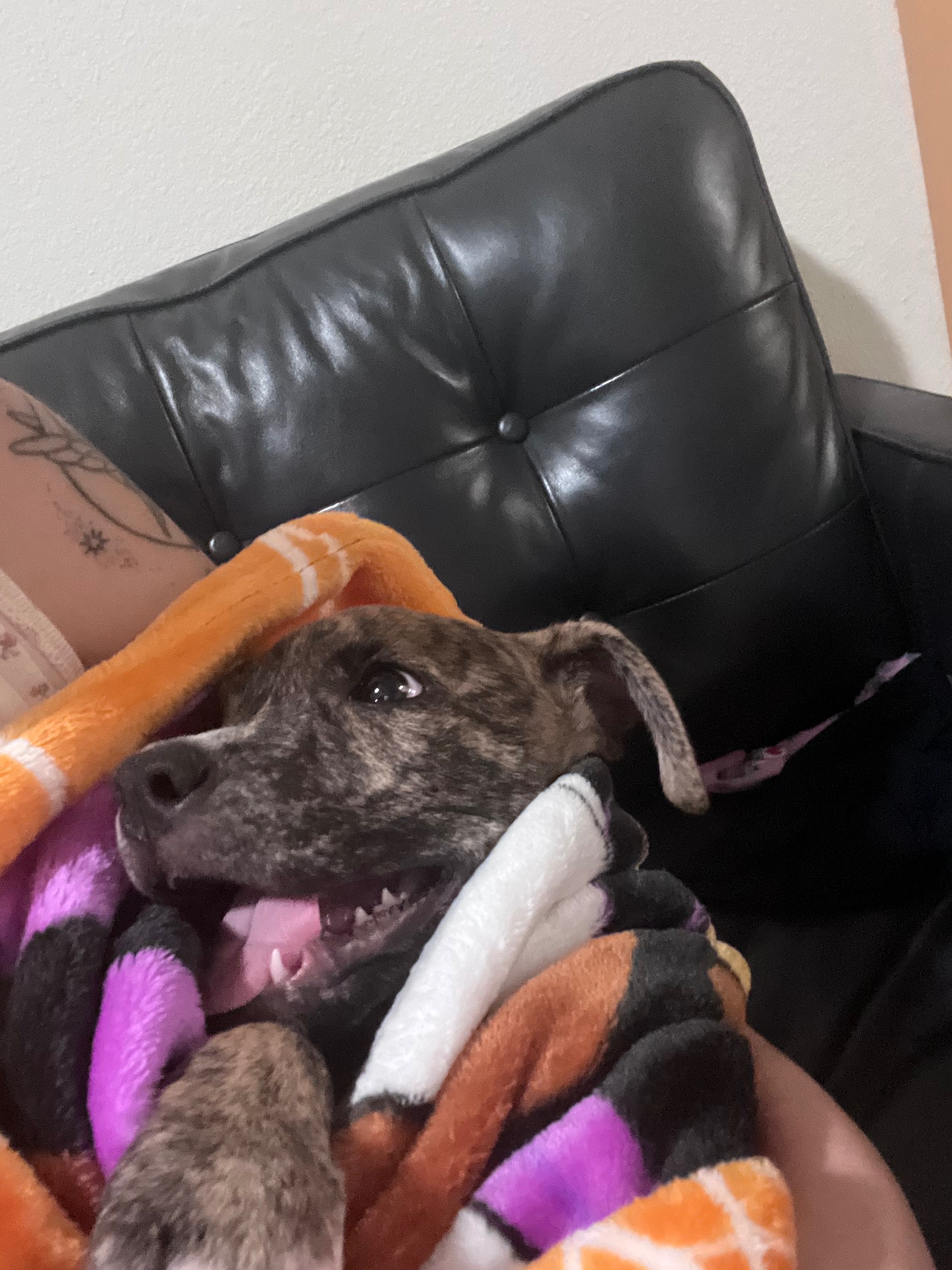 Help This Sweet Puppy Recover From A Hit And Run campaign photo, 5 of 6