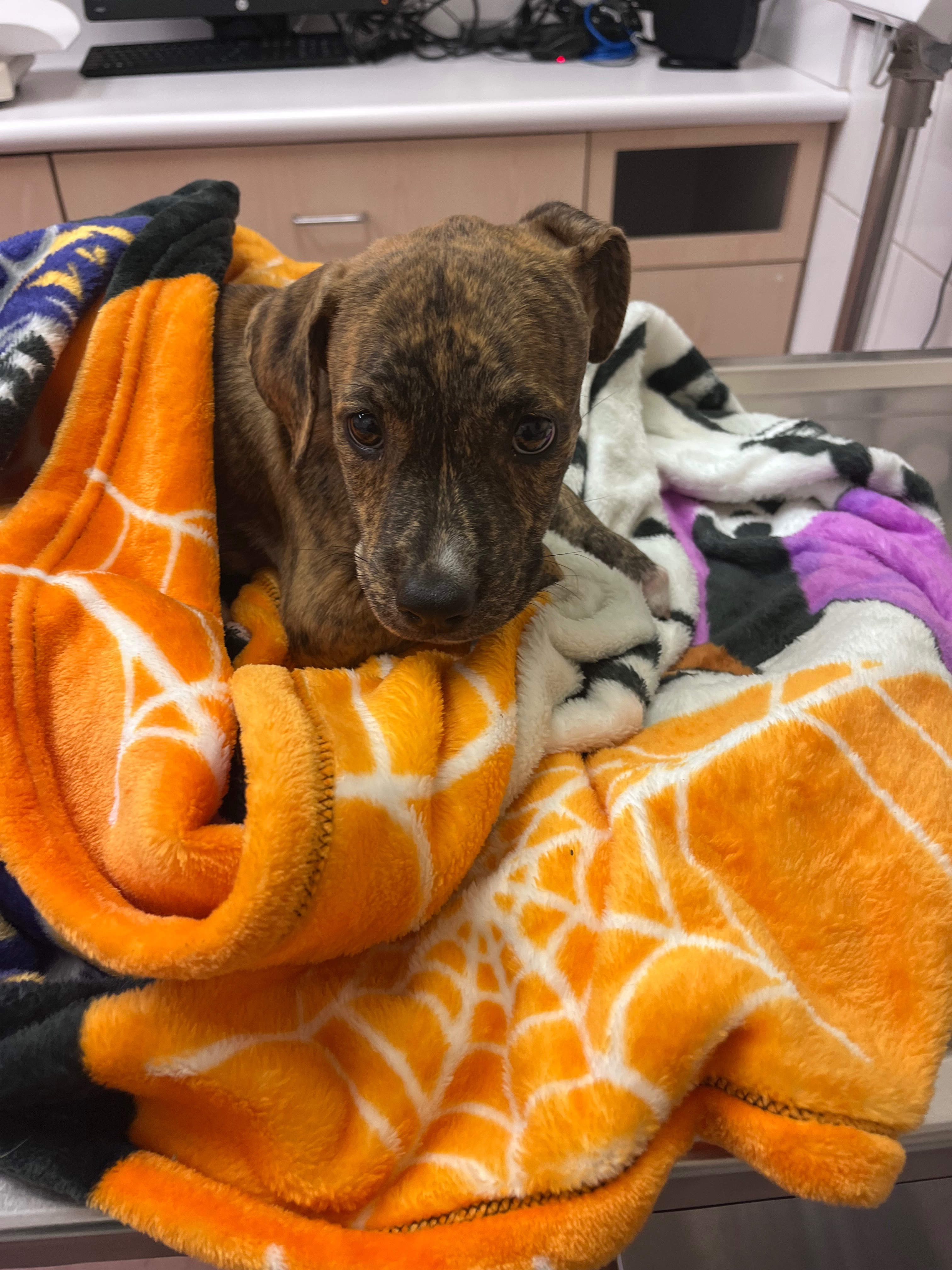 Help This Sweet Puppy Recover From A Hit And Run campaign photo, 2 of 6