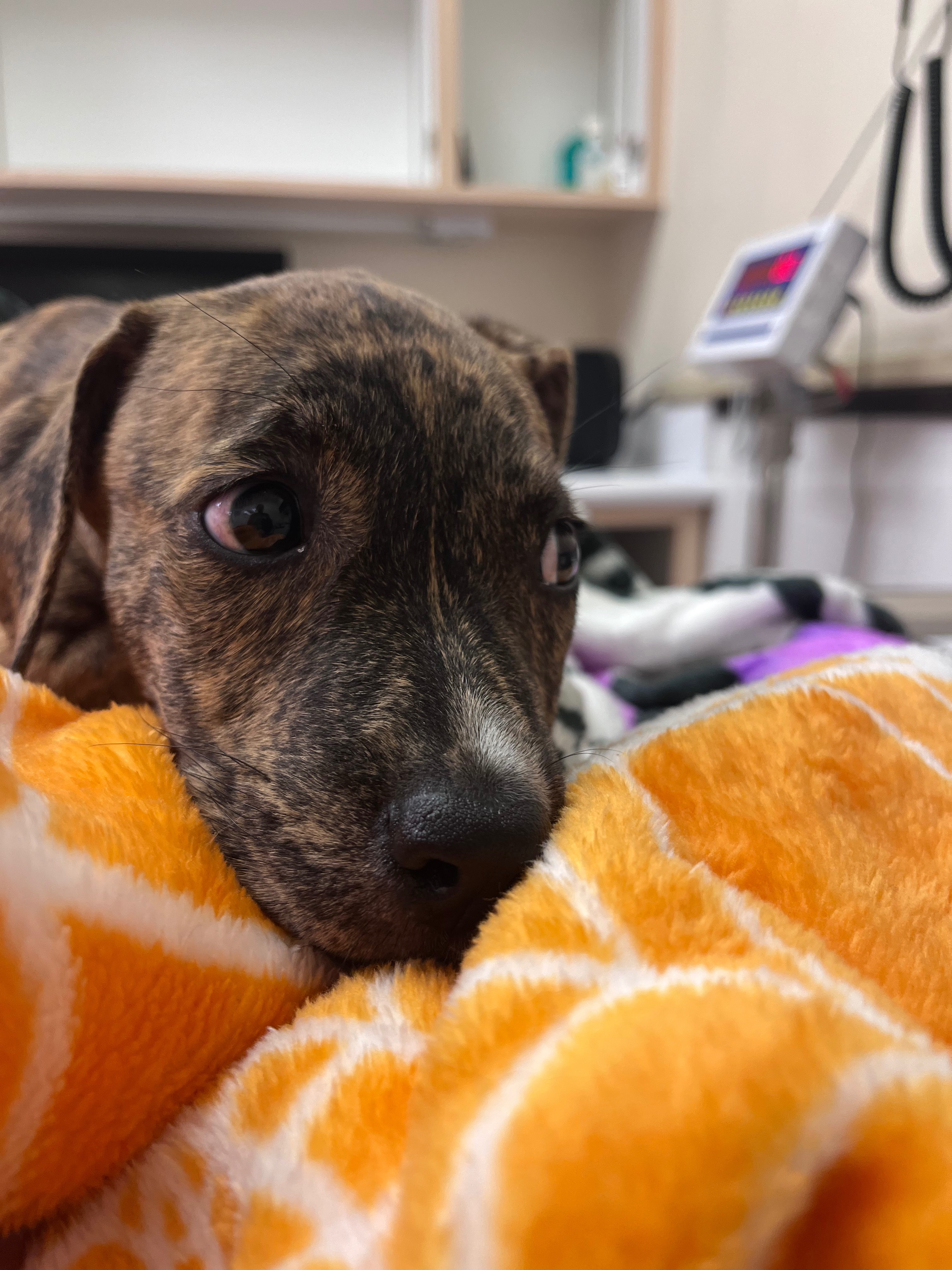 Help This Sweet Puppy Recover From A Hit And Run campaign photo, 4 of 6