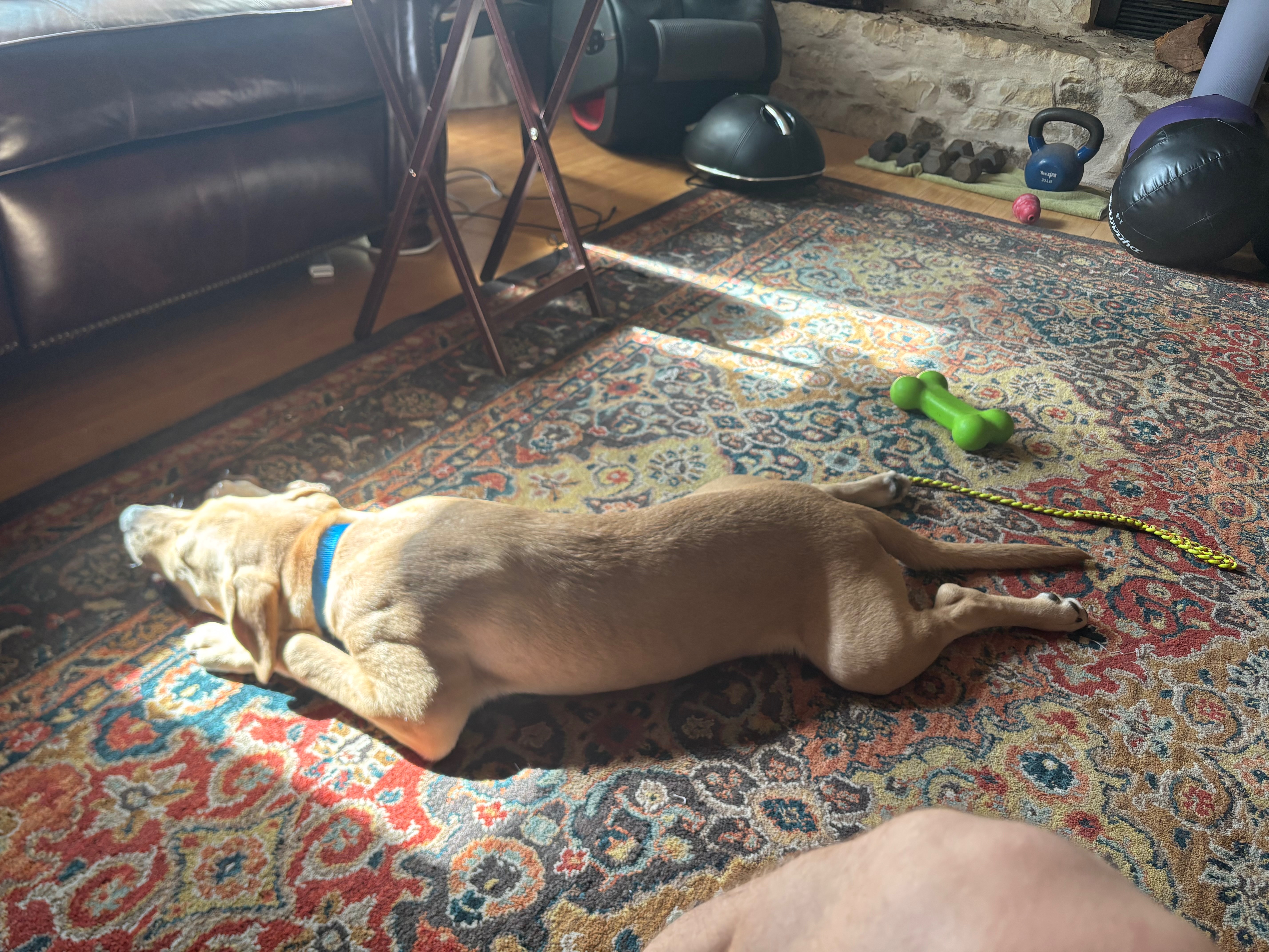 Help Me Train a Service Dog After Brain Surgery campaign photo, 6 of 8
