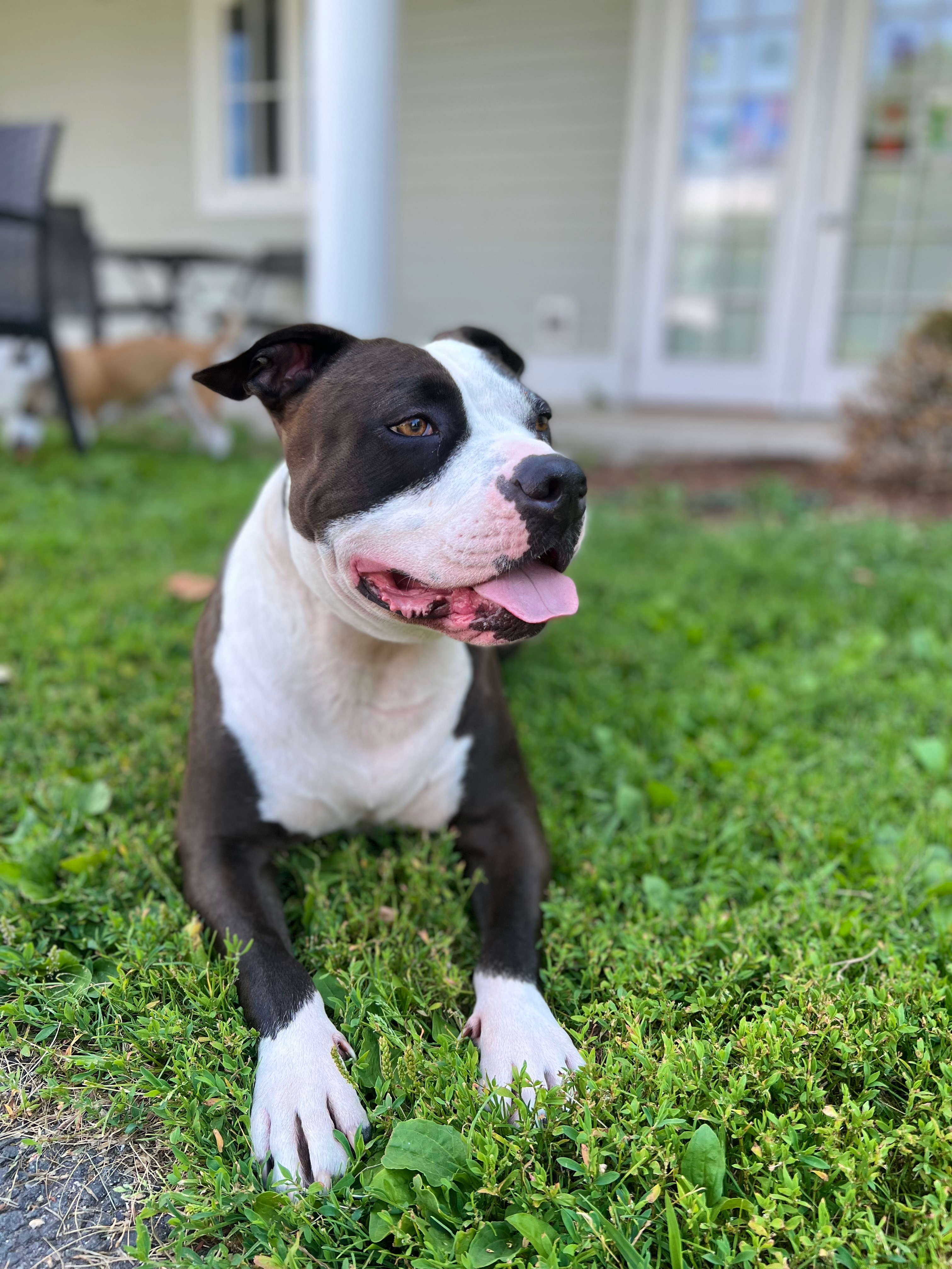 Help King Get the Dental Surgery He Needs campaign photo, 2 of 7