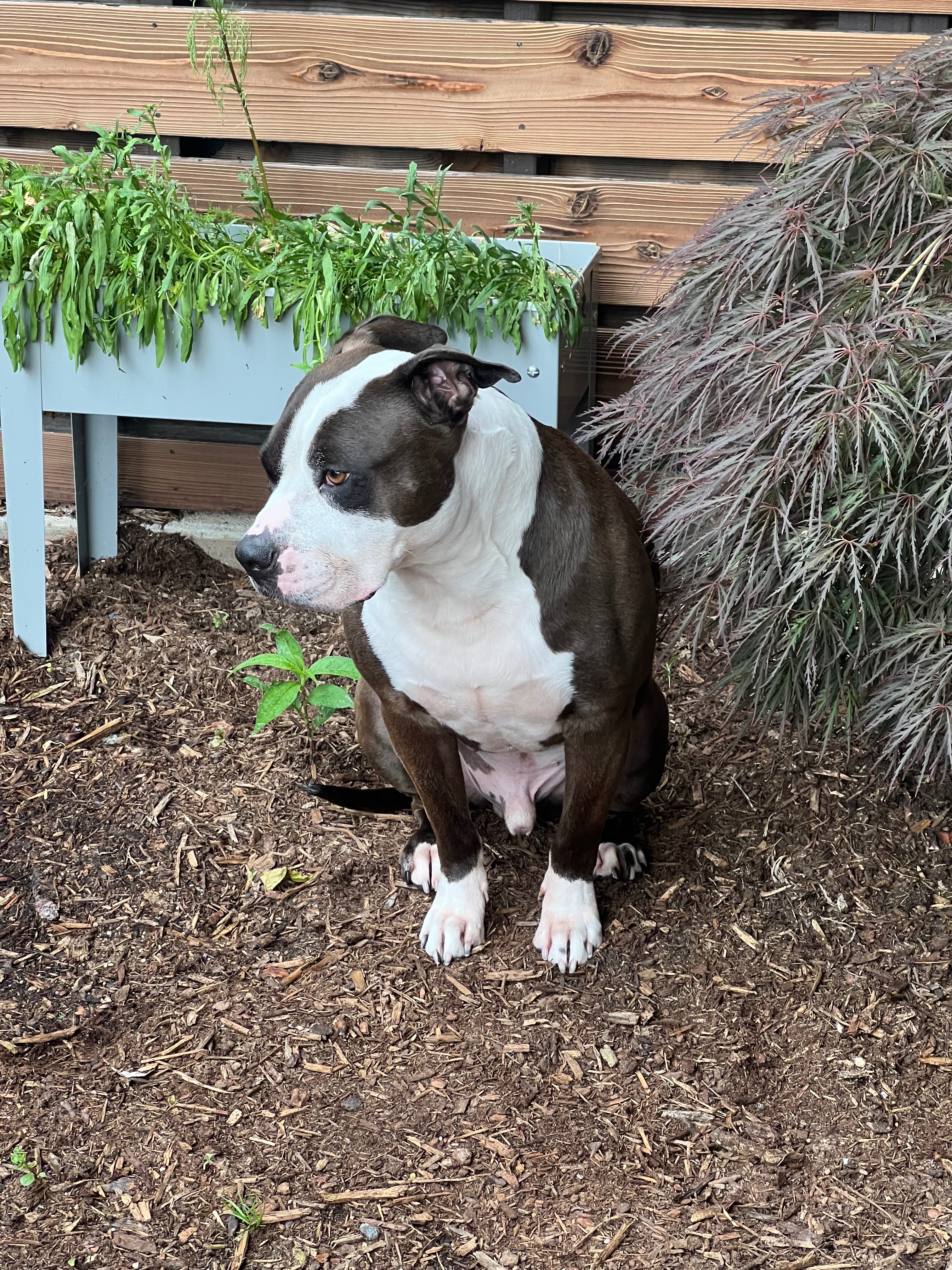Help King Get the Dental Surgery He Needs campaign photo, 5 of 7