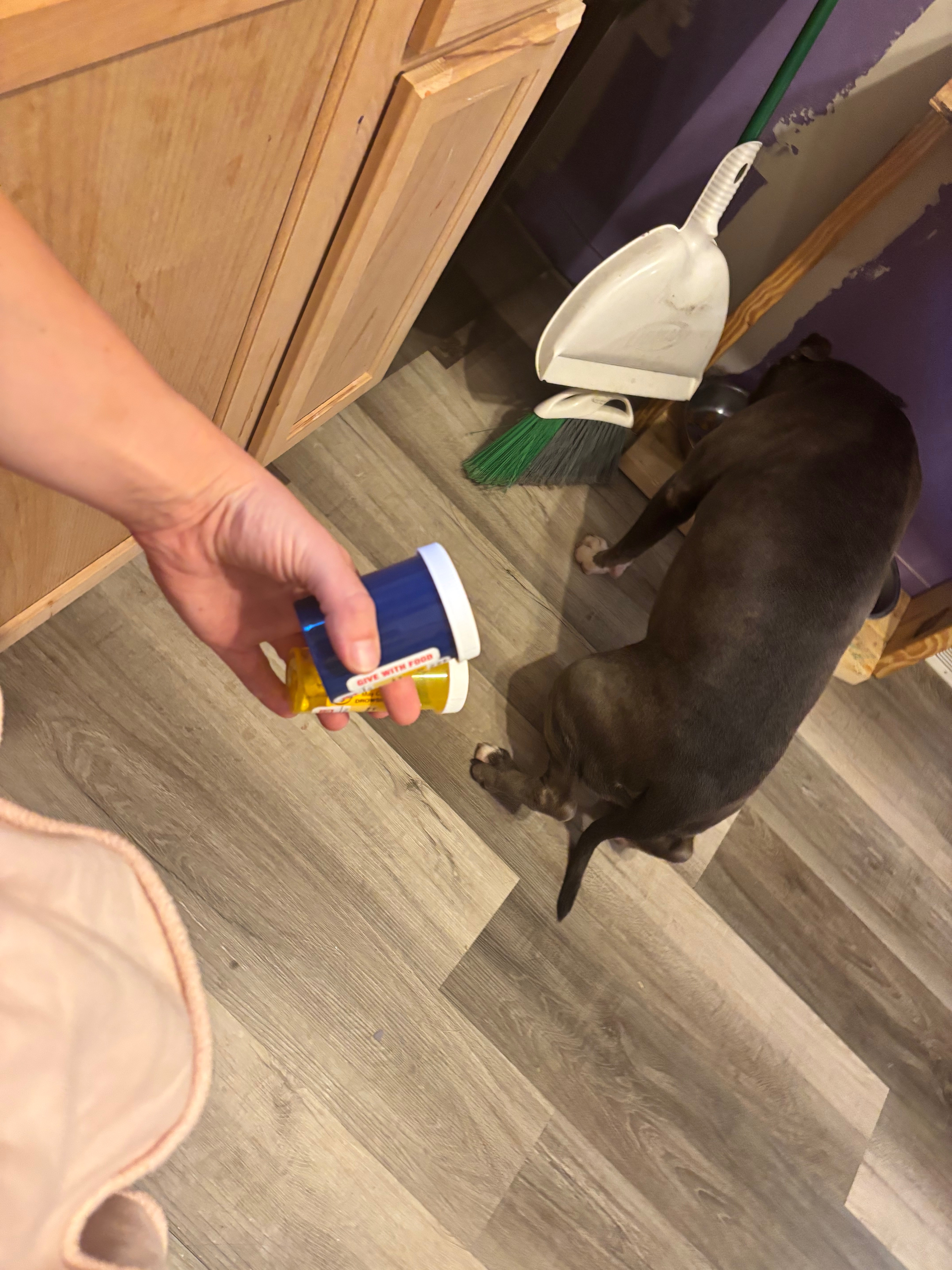 Help Gator Walk Again: Urgent Medical Care Needed campaign photo, 4 of 5