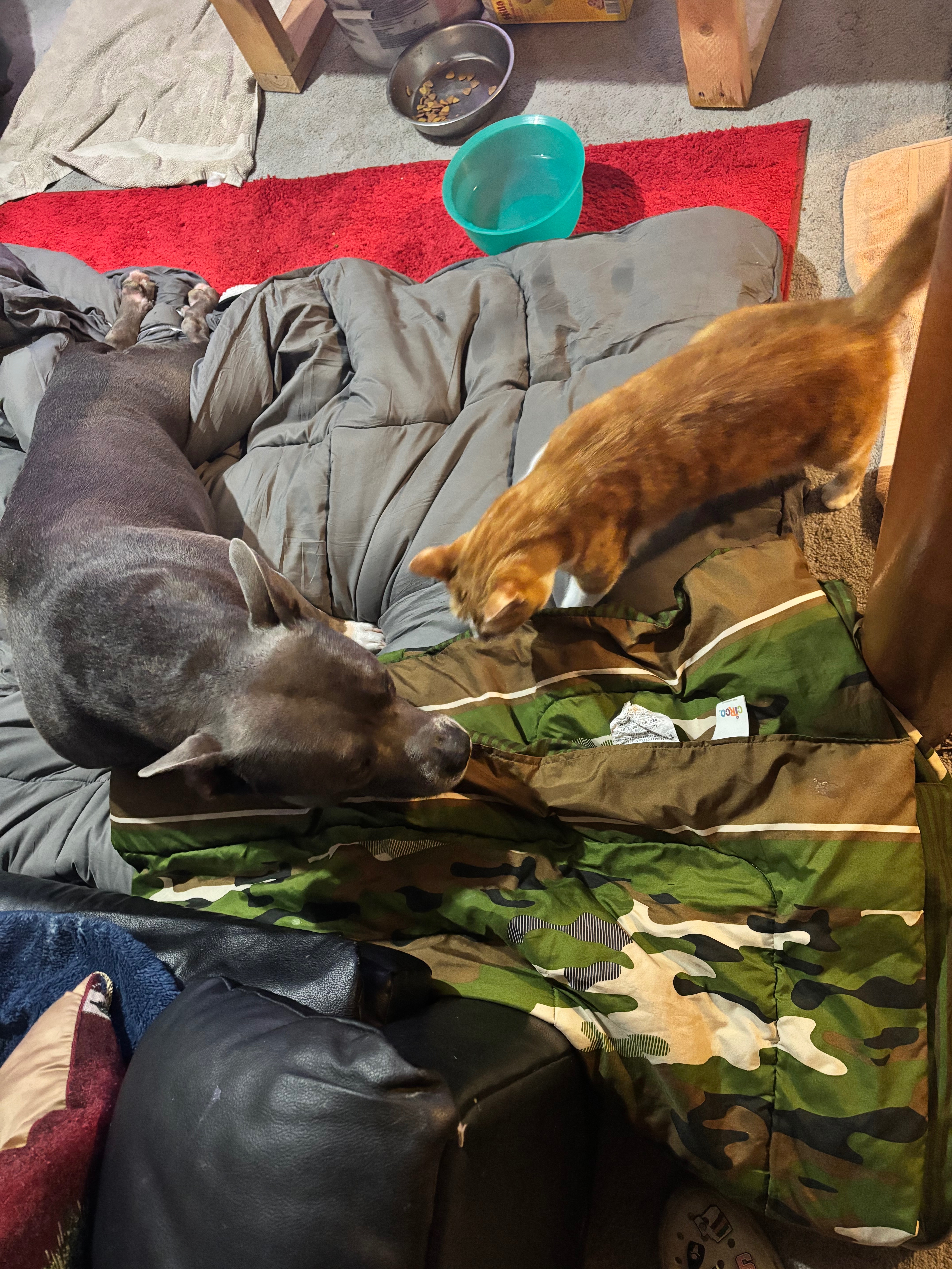 Help Gator Walk Again: Urgent Medical Care Needed campaign photo, 2 of 5
