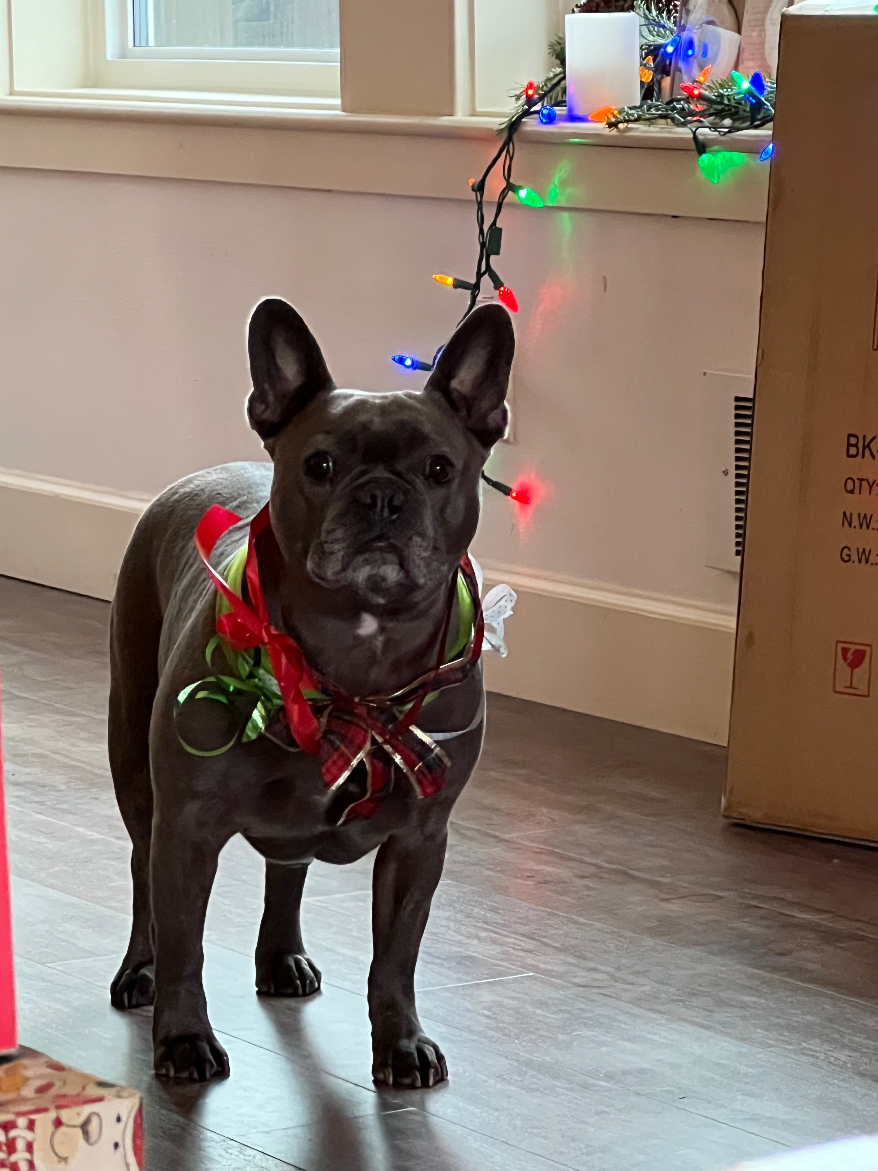 Lewis VanPelt, our best boi & sweetest companion campaign photo, 4 of 5