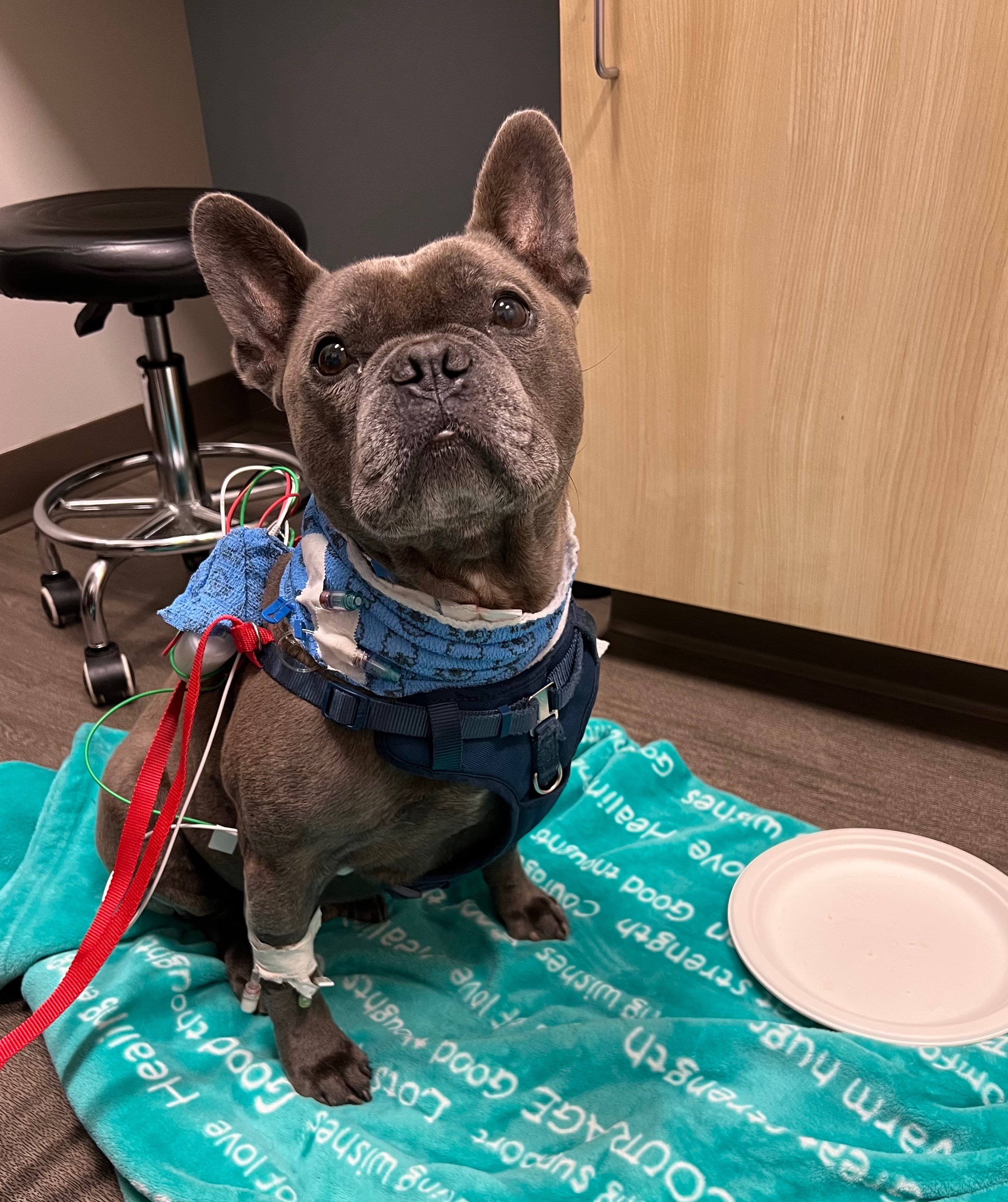 Lewis VanPelt, our best boi & sweetest companion campaign photo, 2 of 5