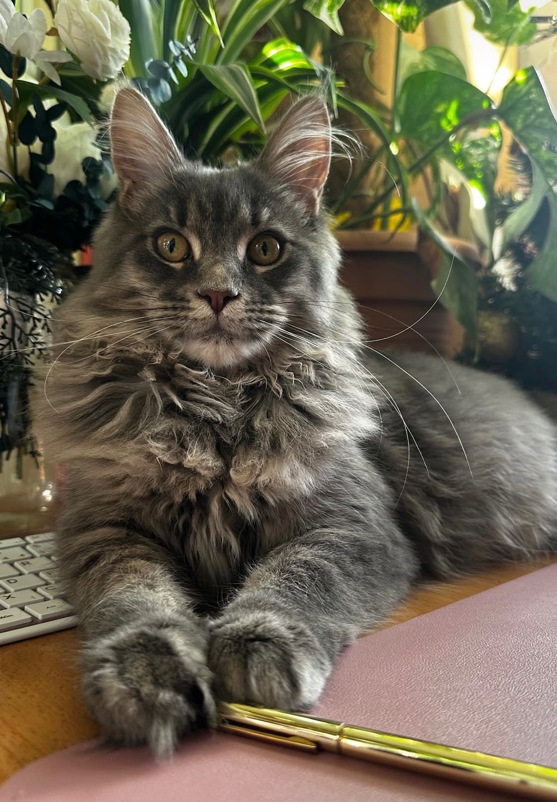 Athena’s cat sitting fund campaign photo, 2 of 5