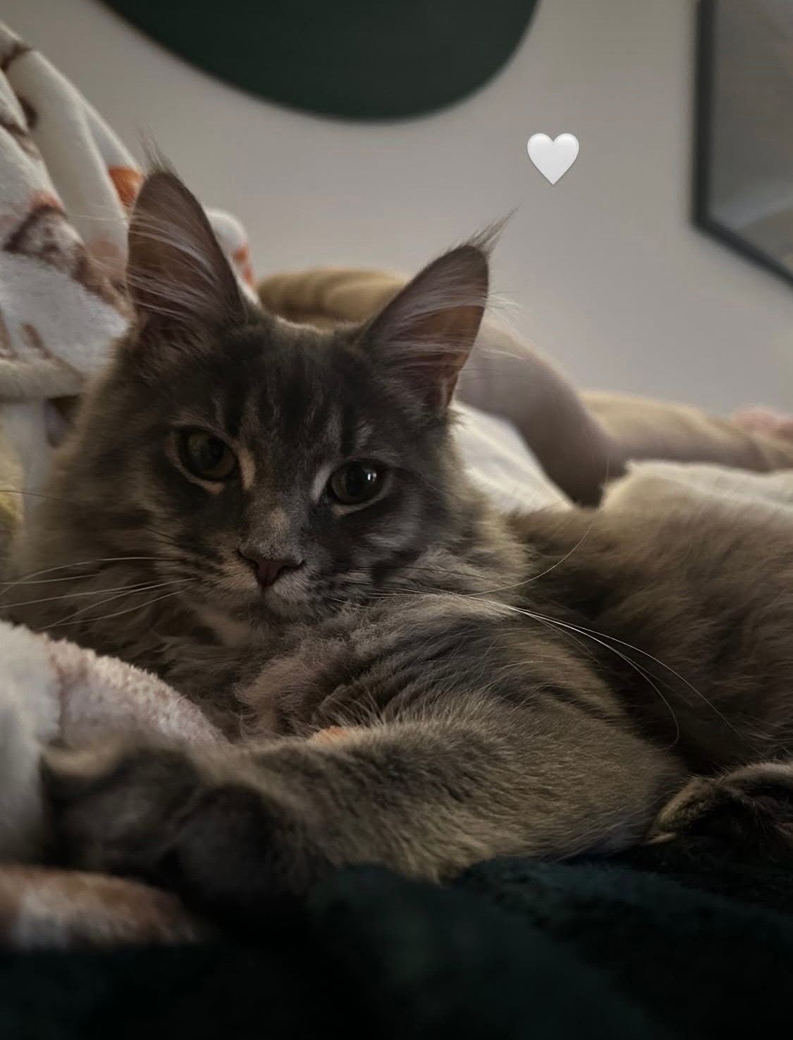 Athena’s cat sitting fund campaign photo, 4 of 5