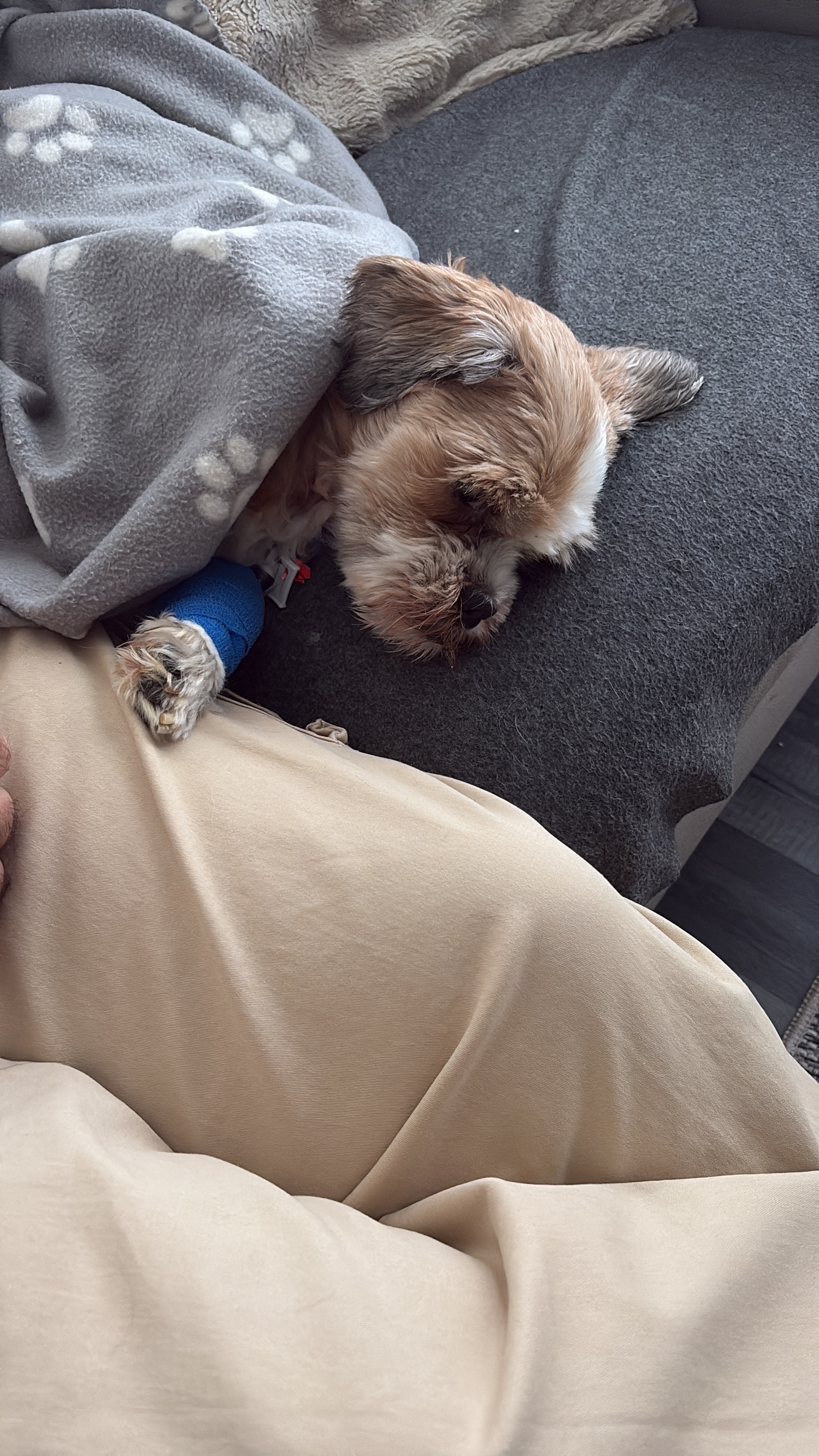 Please help Charlie. campaign photo, 5 of 6