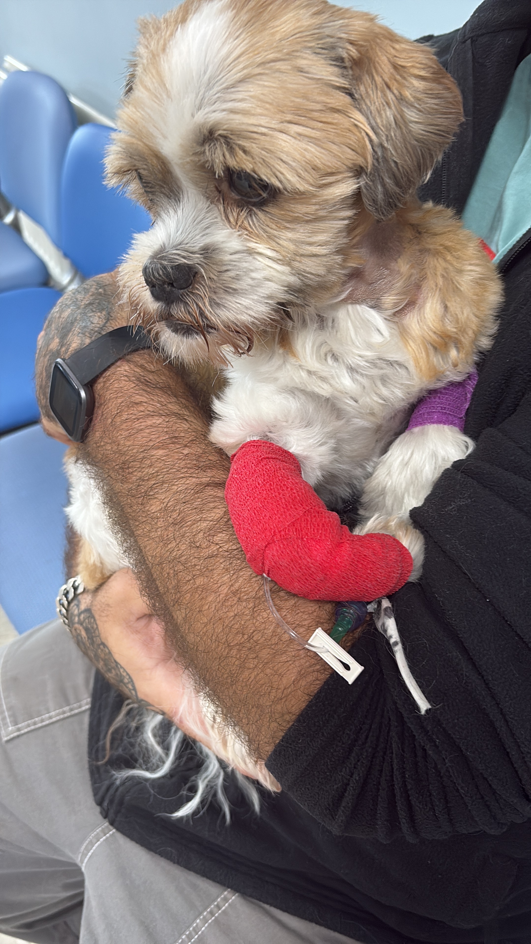 Please help Charlie. campaign photo, 4 of 6