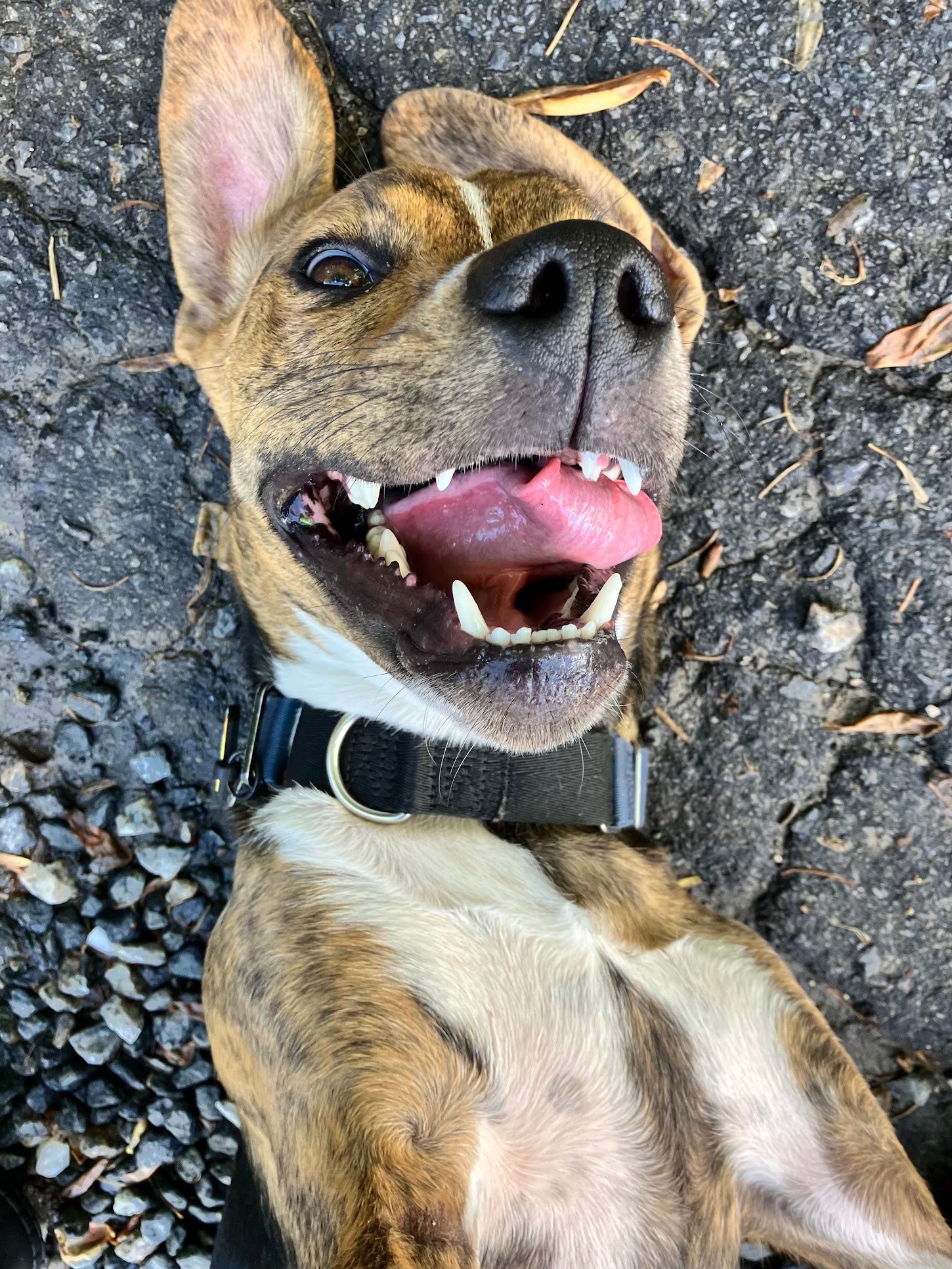 Help Theo Get the Prosthetic Leg He Deserves campaign photo, 4 of 8