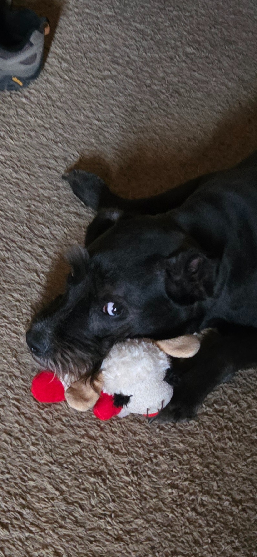 Donate to Save Max's Joyful Spirit campaign photo, 2 of 4
