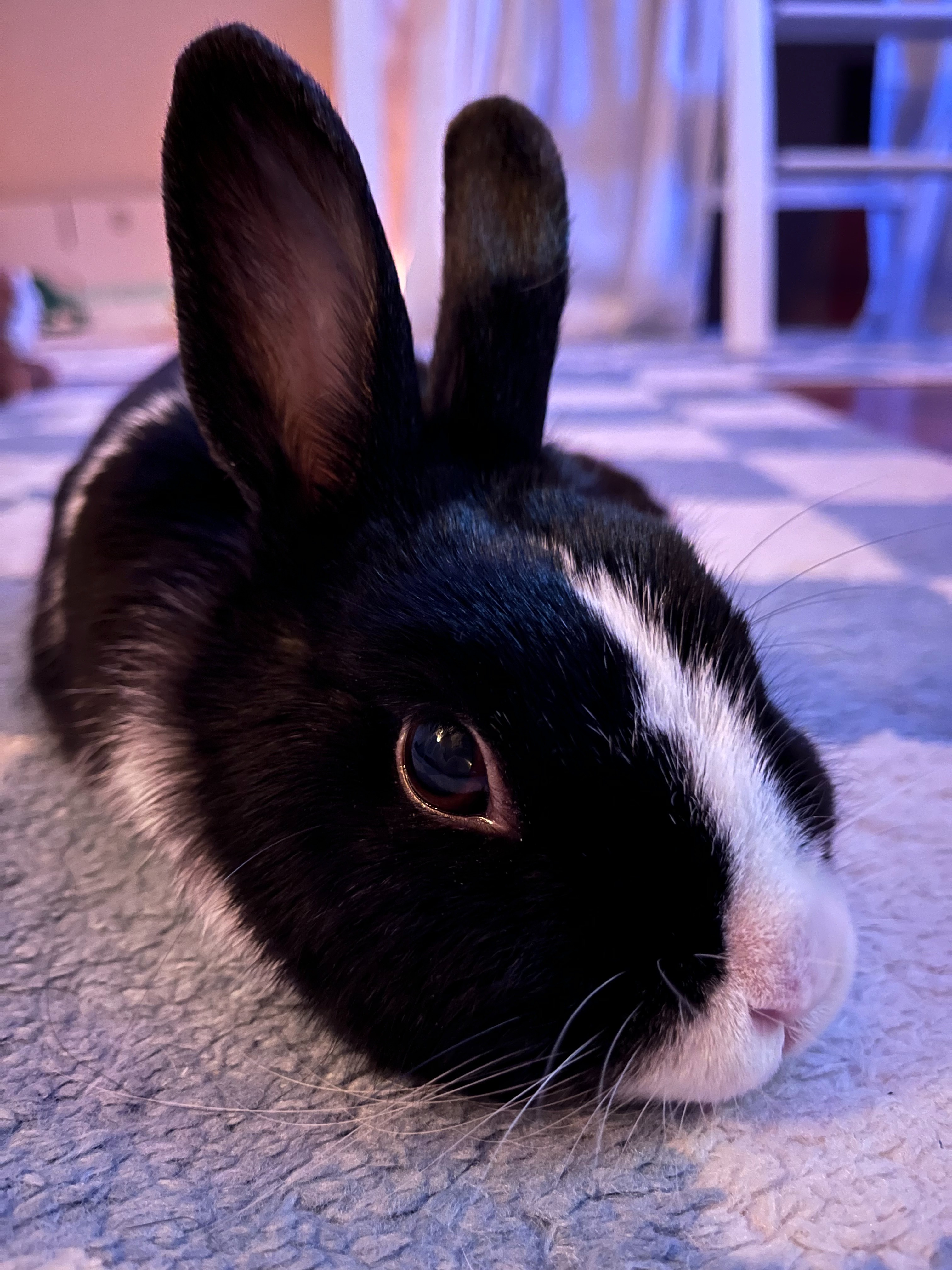 Support Snuggle's Urgent Surgery campaign photo, 4 of 5