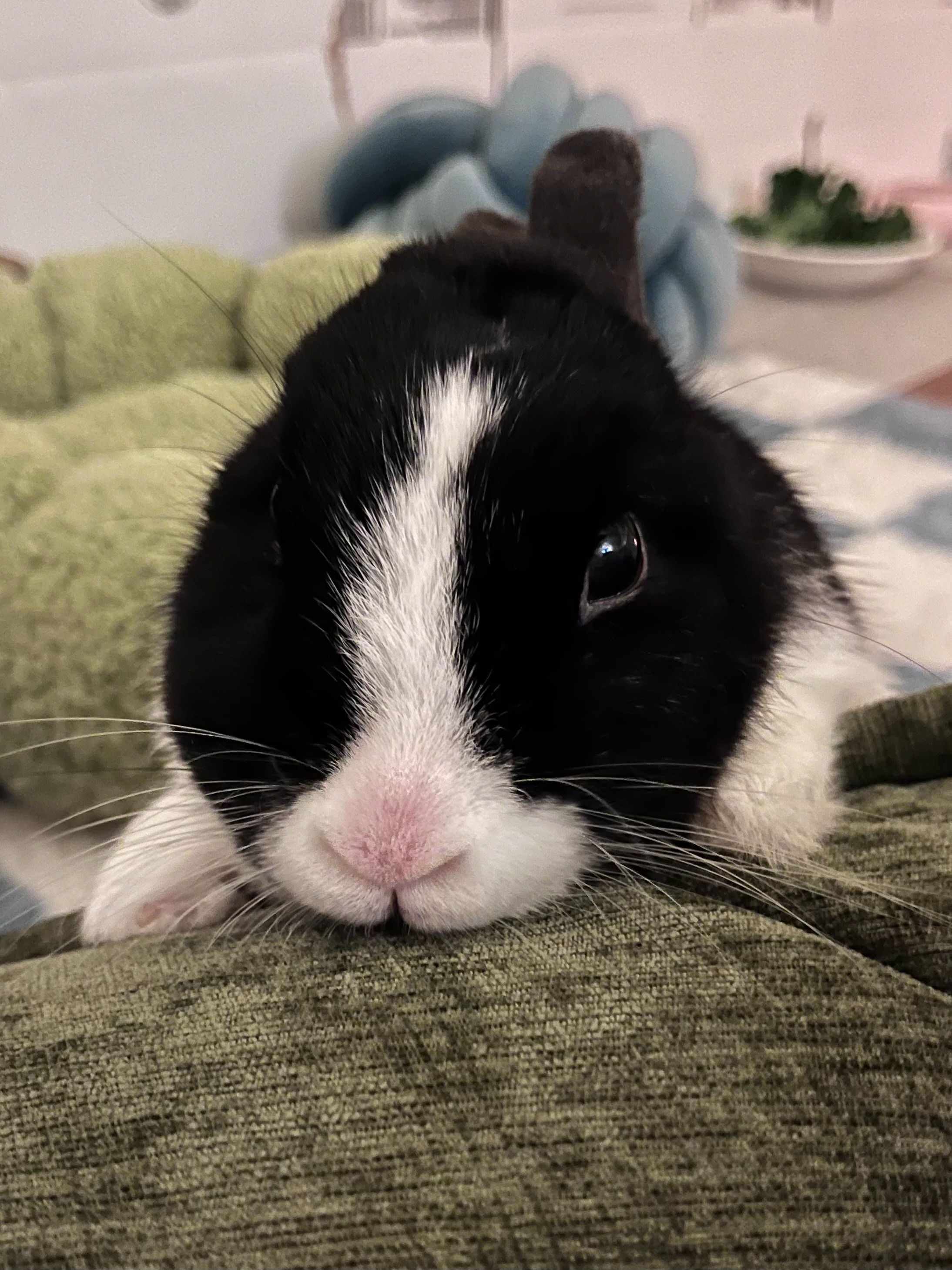 Support Snuggle's Urgent Surgery campaign photo, 2 of 5