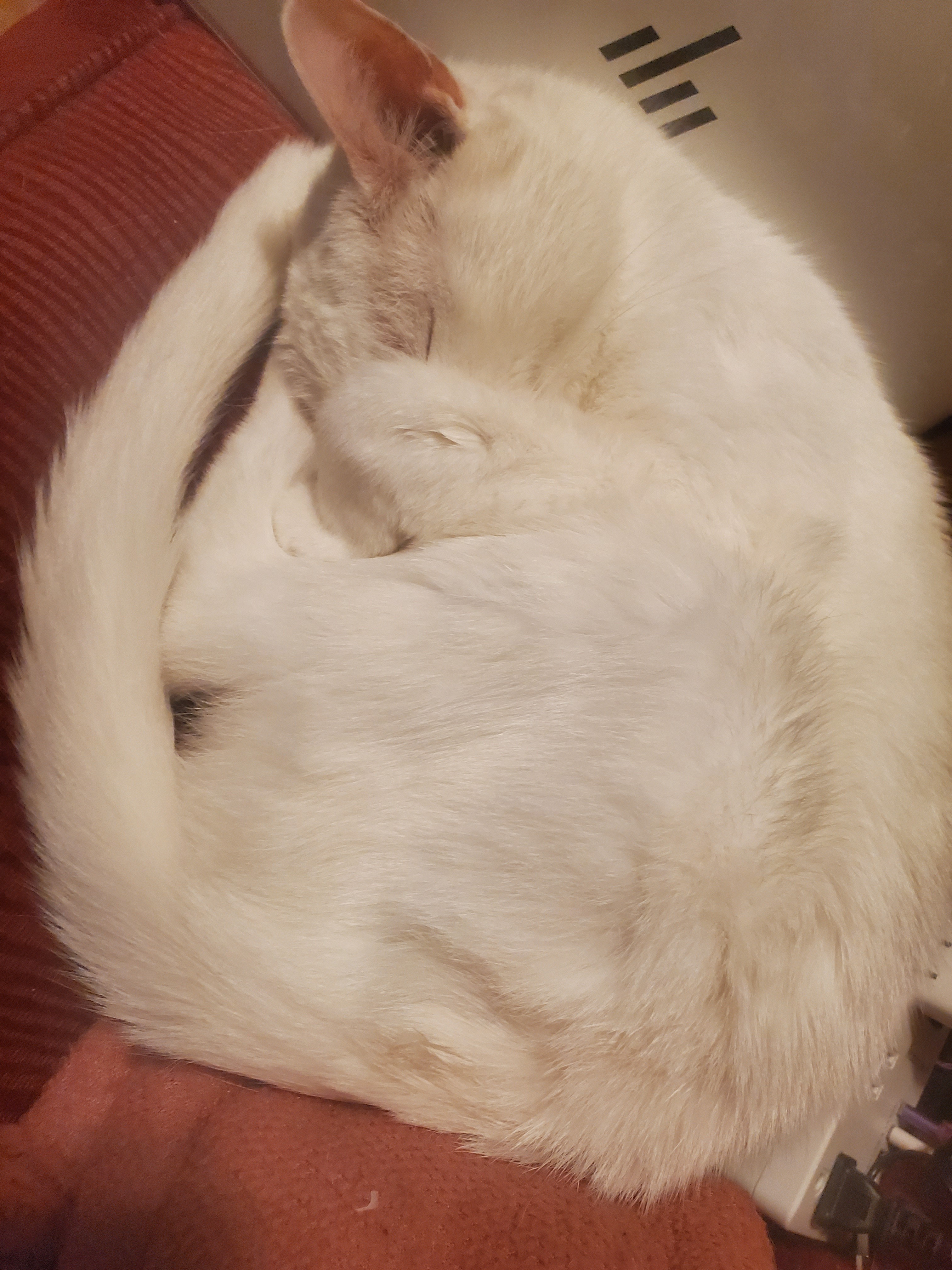 Pls help save my precious fur-baby campaign photo, 7 of 8