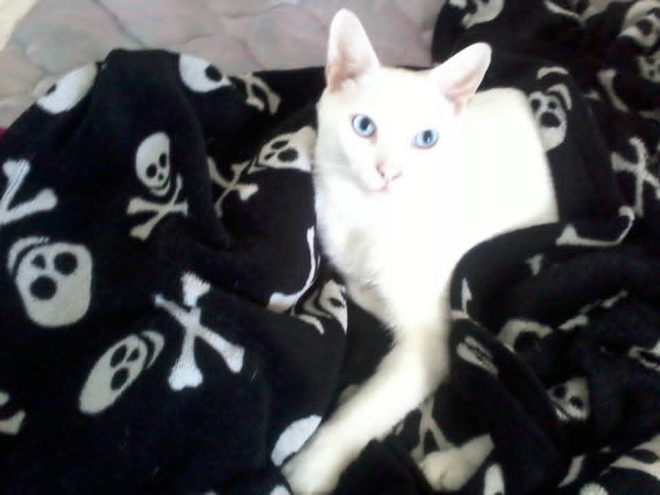 Pls help save my precious fur-baby campaign photo, 4 of 8