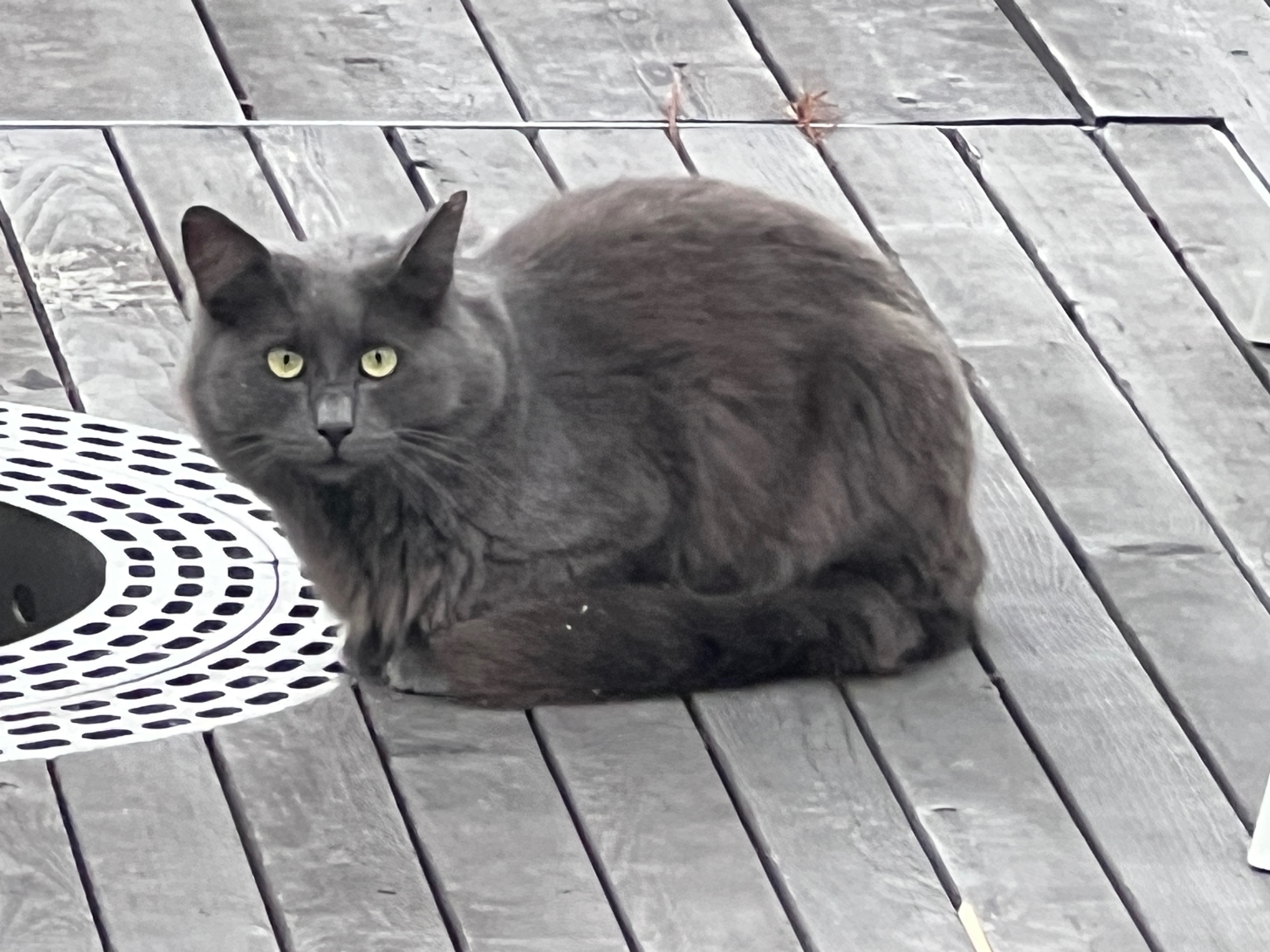 Help Improve Lives of Campus Community Cats campaign photo, 7 of 8