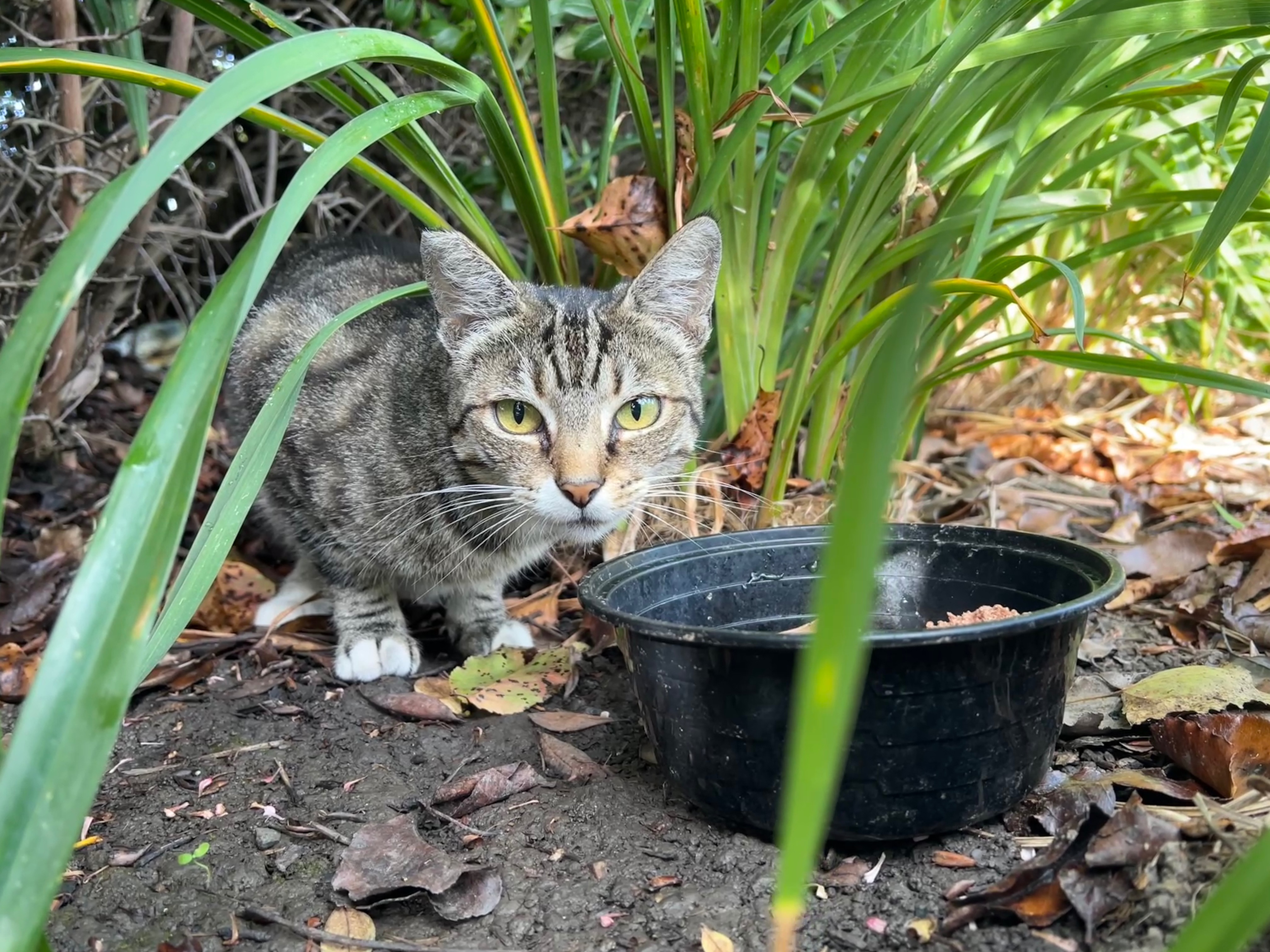 Help Improve Lives of Campus Community Cats campaign photo, 2 of 8