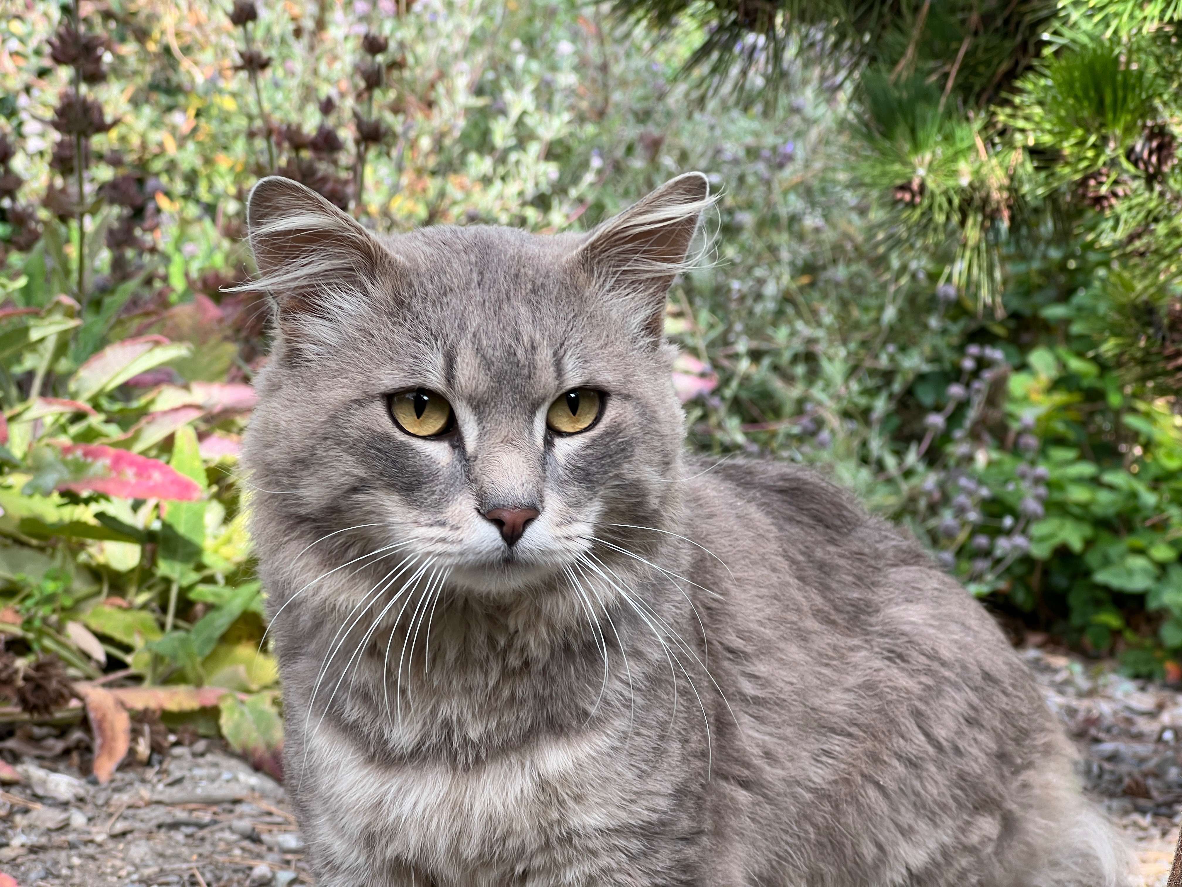 Help Improve Lives of Campus Community Cats campaign photo, 5 of 8