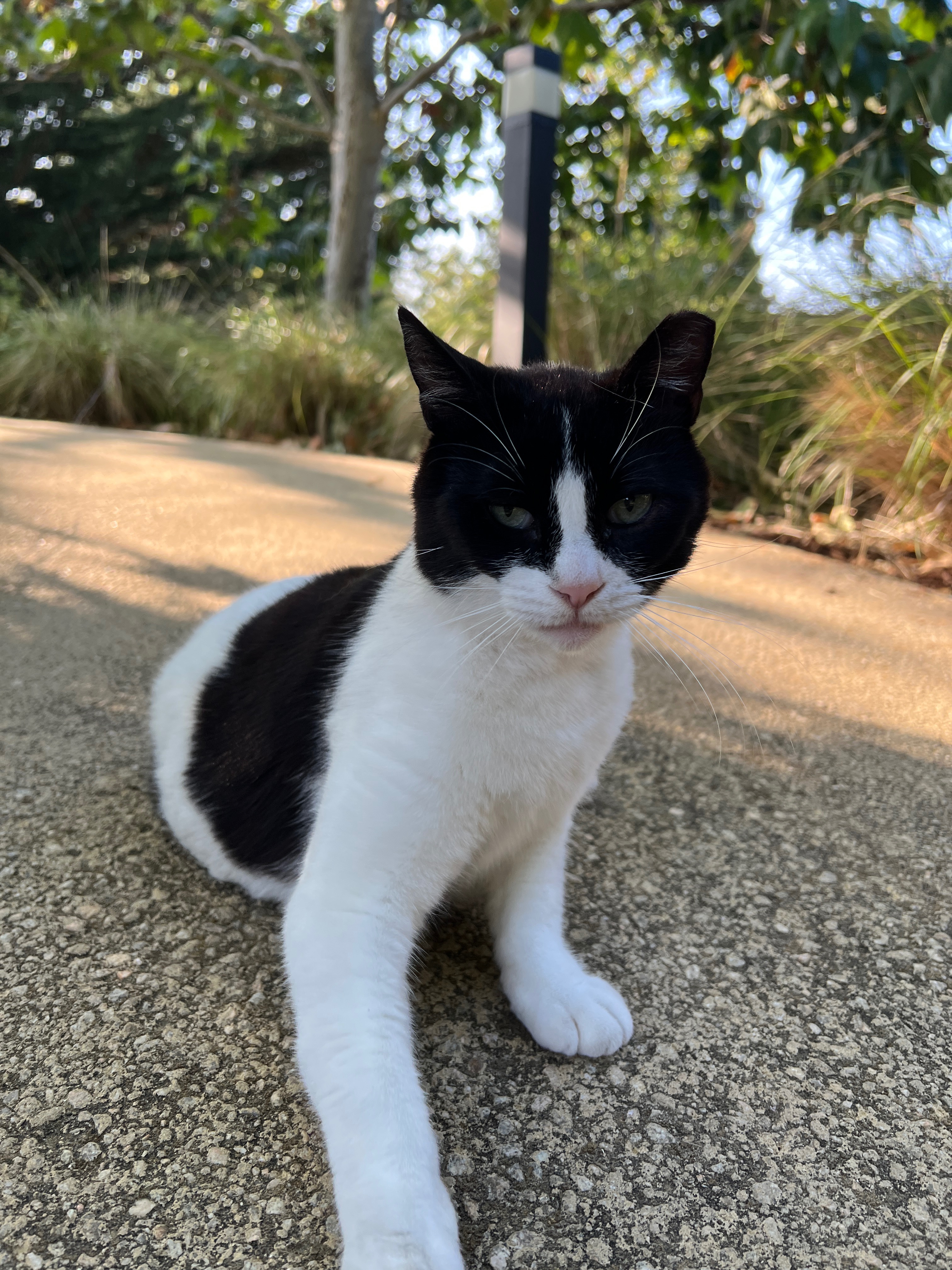 Help Improve Lives of Campus Community Cats campaign photo, 4 of 8