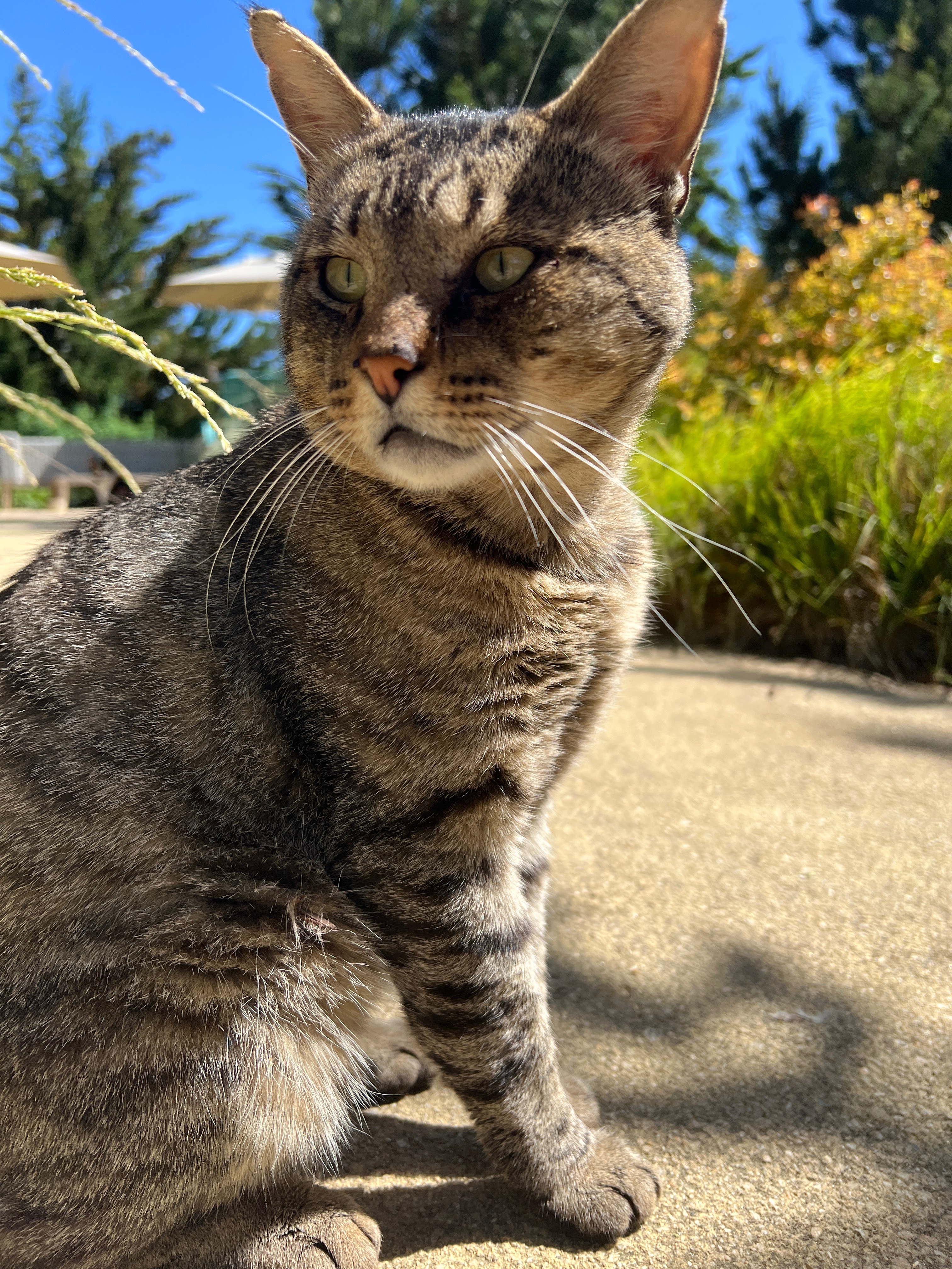 Help Improve Lives of Campus Community Cats campaign photo, 6 of 8