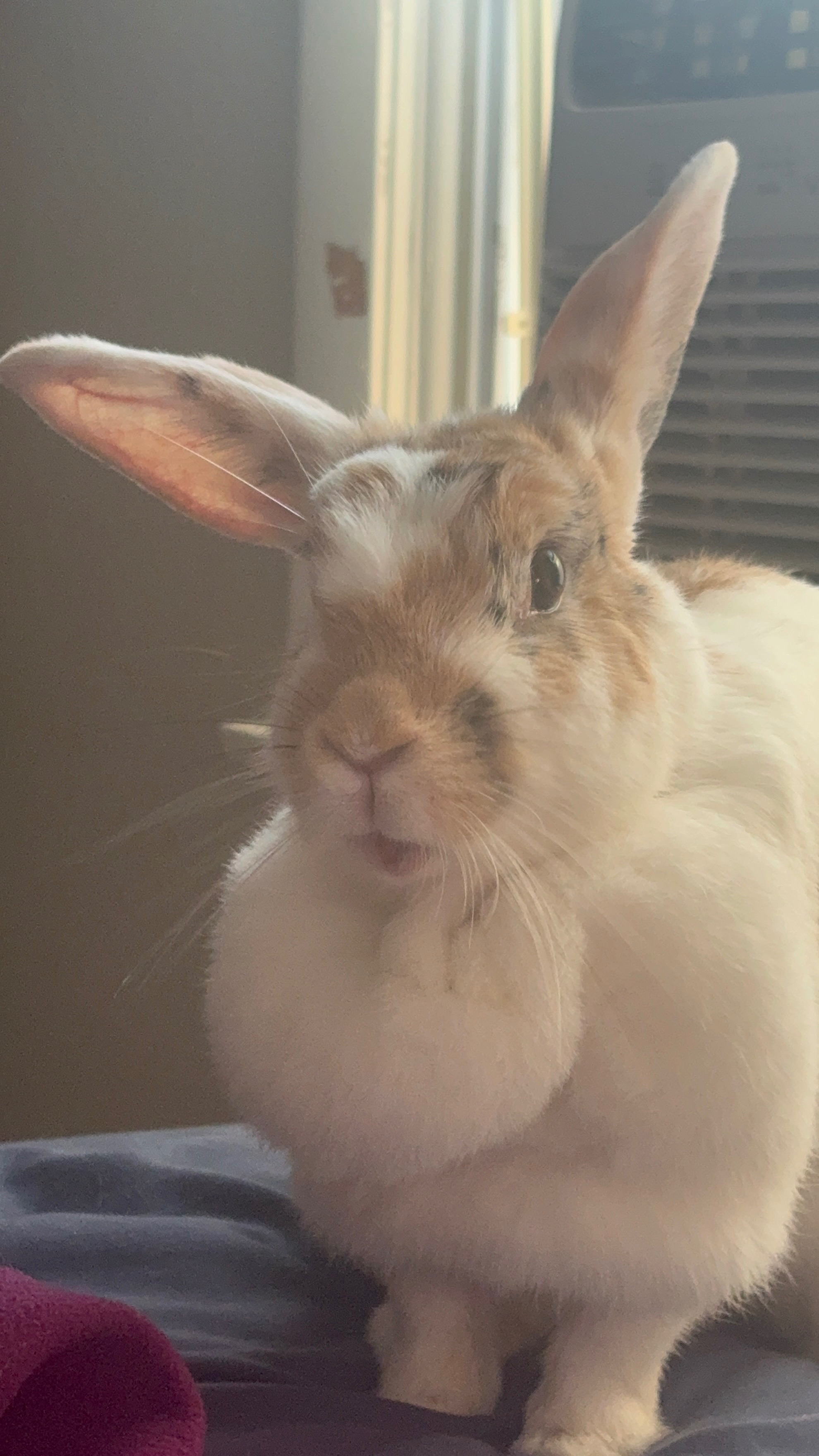 Save Cookie: Donate for Her Surgery campaign photo, 4 of 5
