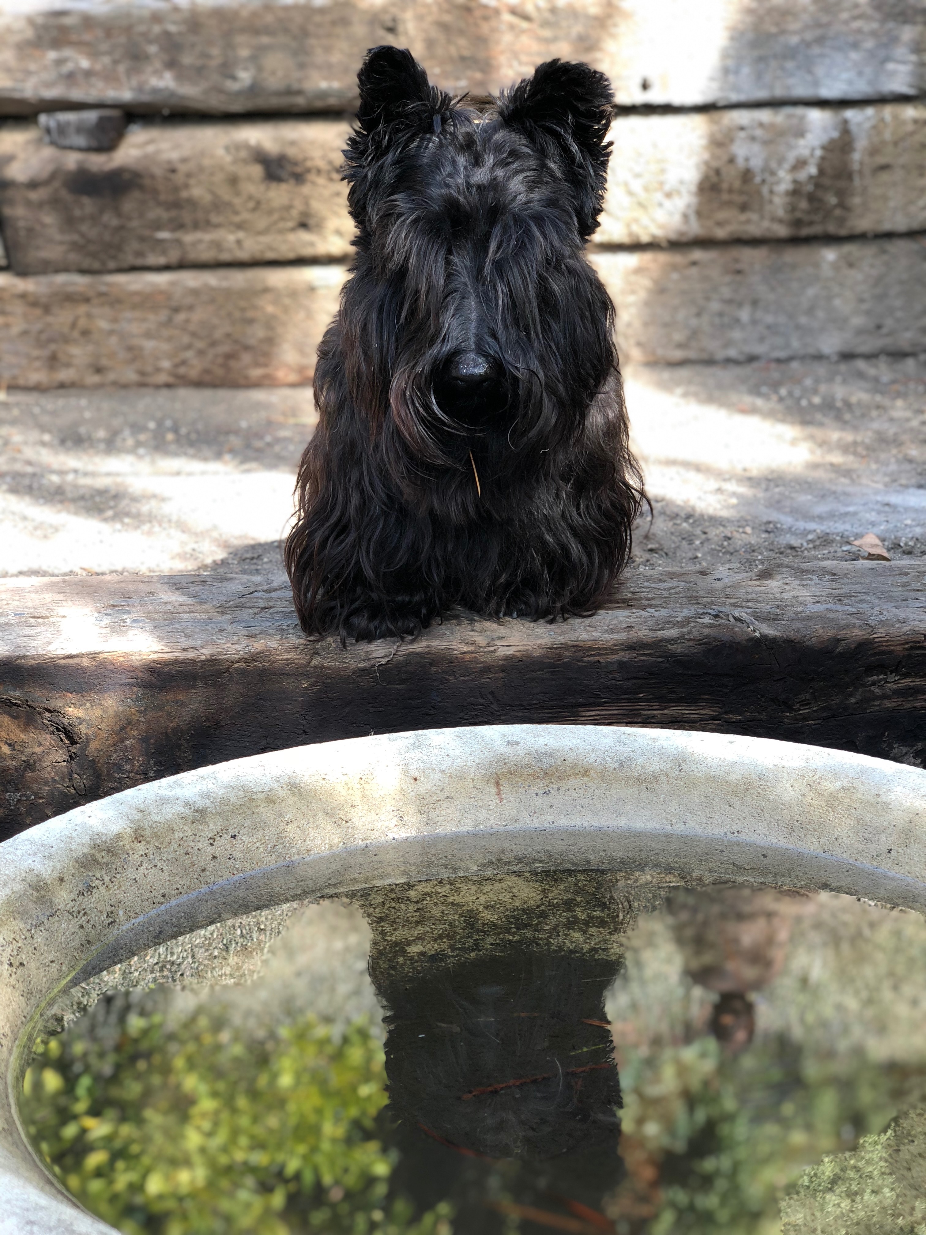 Emergency: Help Osiris Beat Infection & Keep His Leg campaign photo, 4 of 8