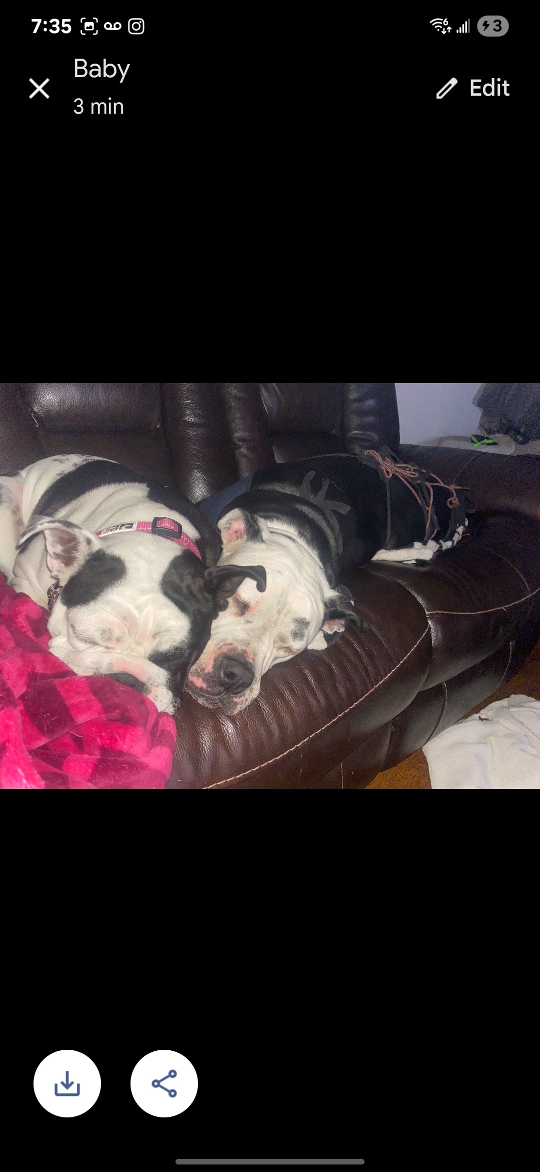 Help Us Save our family dog Bailey! campaign photo, 7 of 8