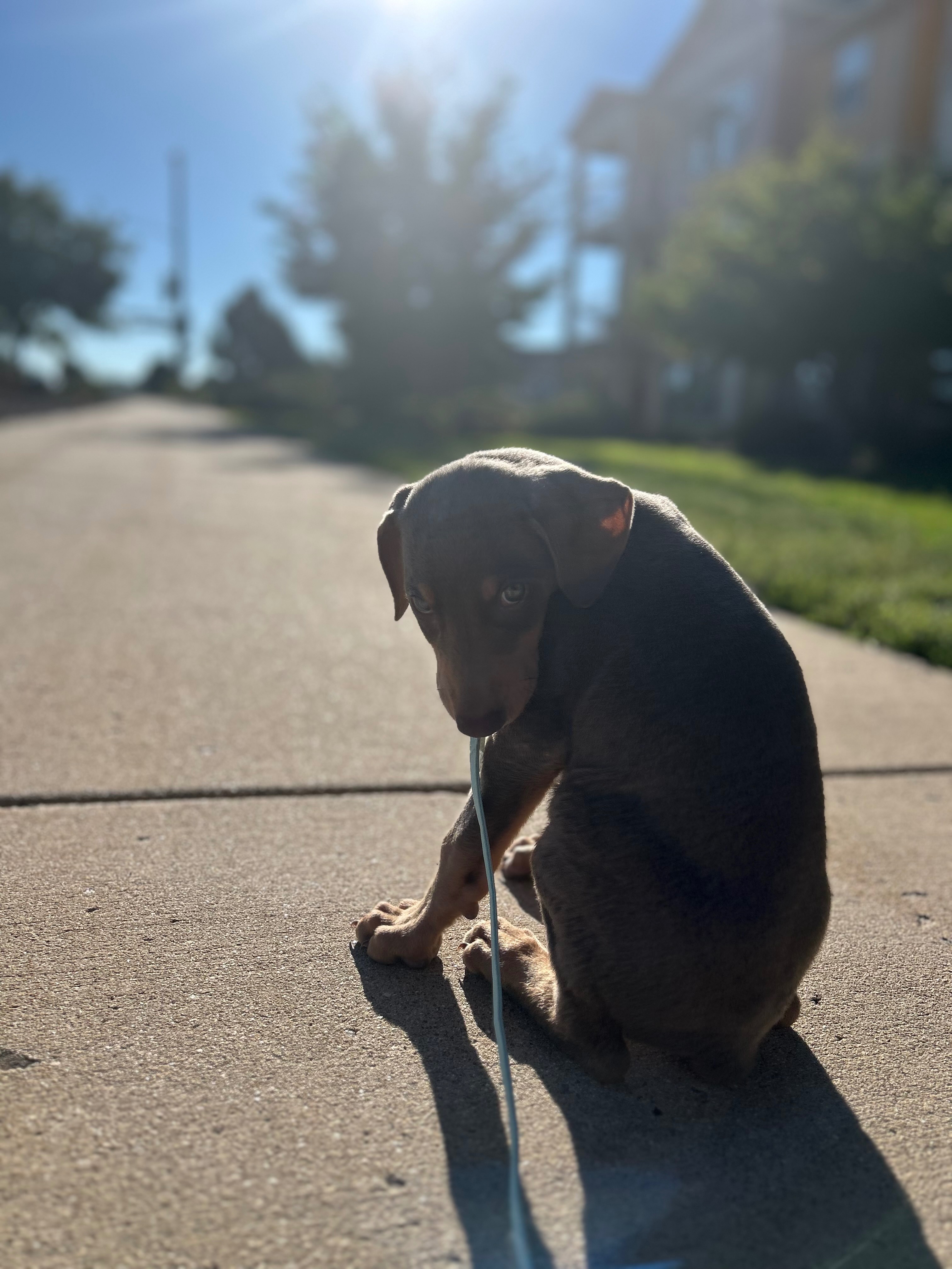 Save Denver: Fund His Parvo Care campaign photo, 6 of 7